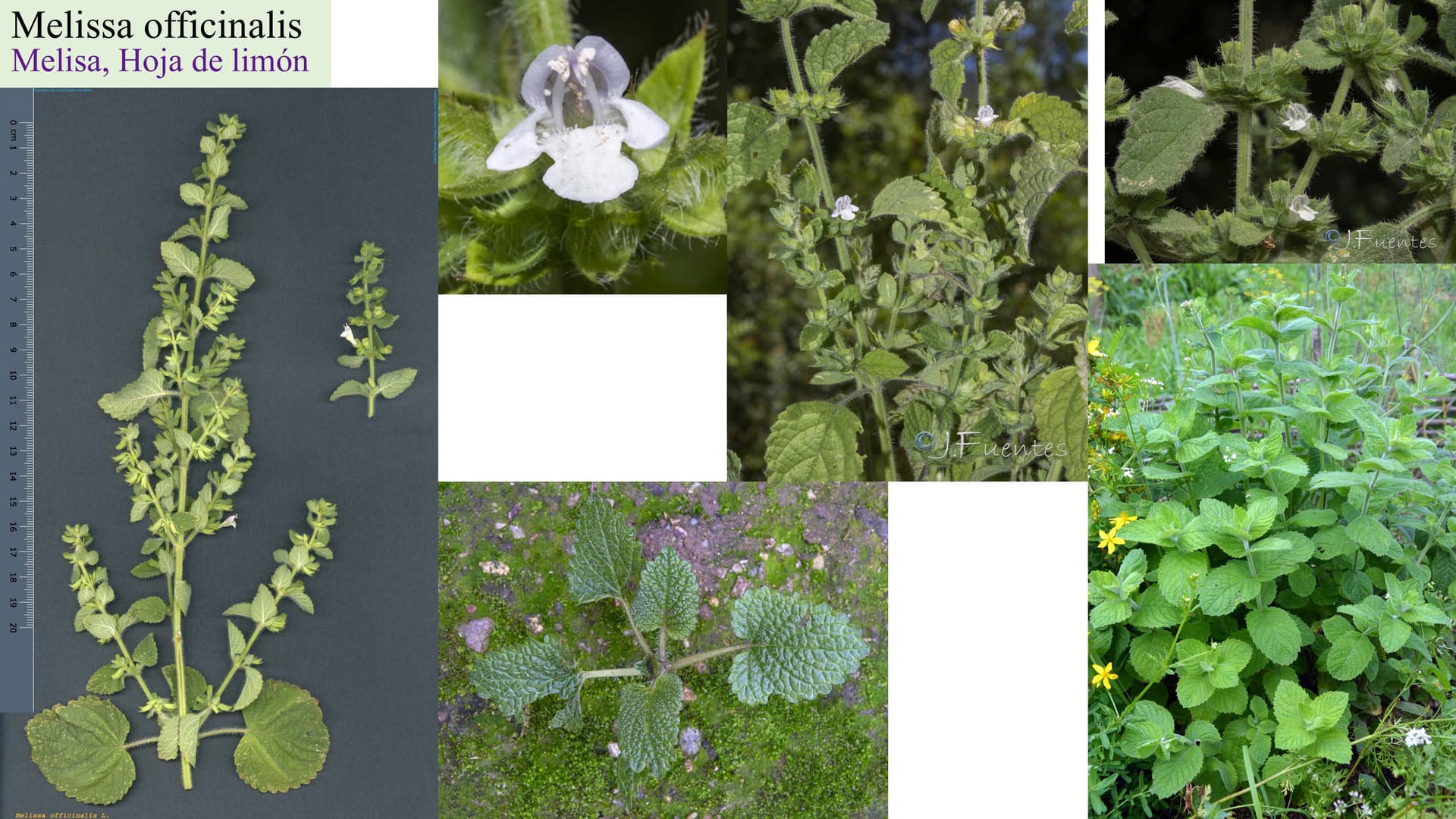 Melissa officinalis