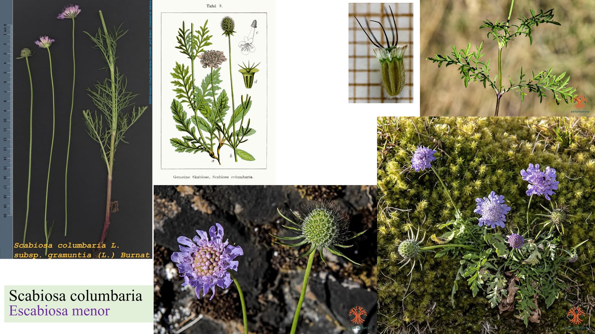 Scabiosa columbaria