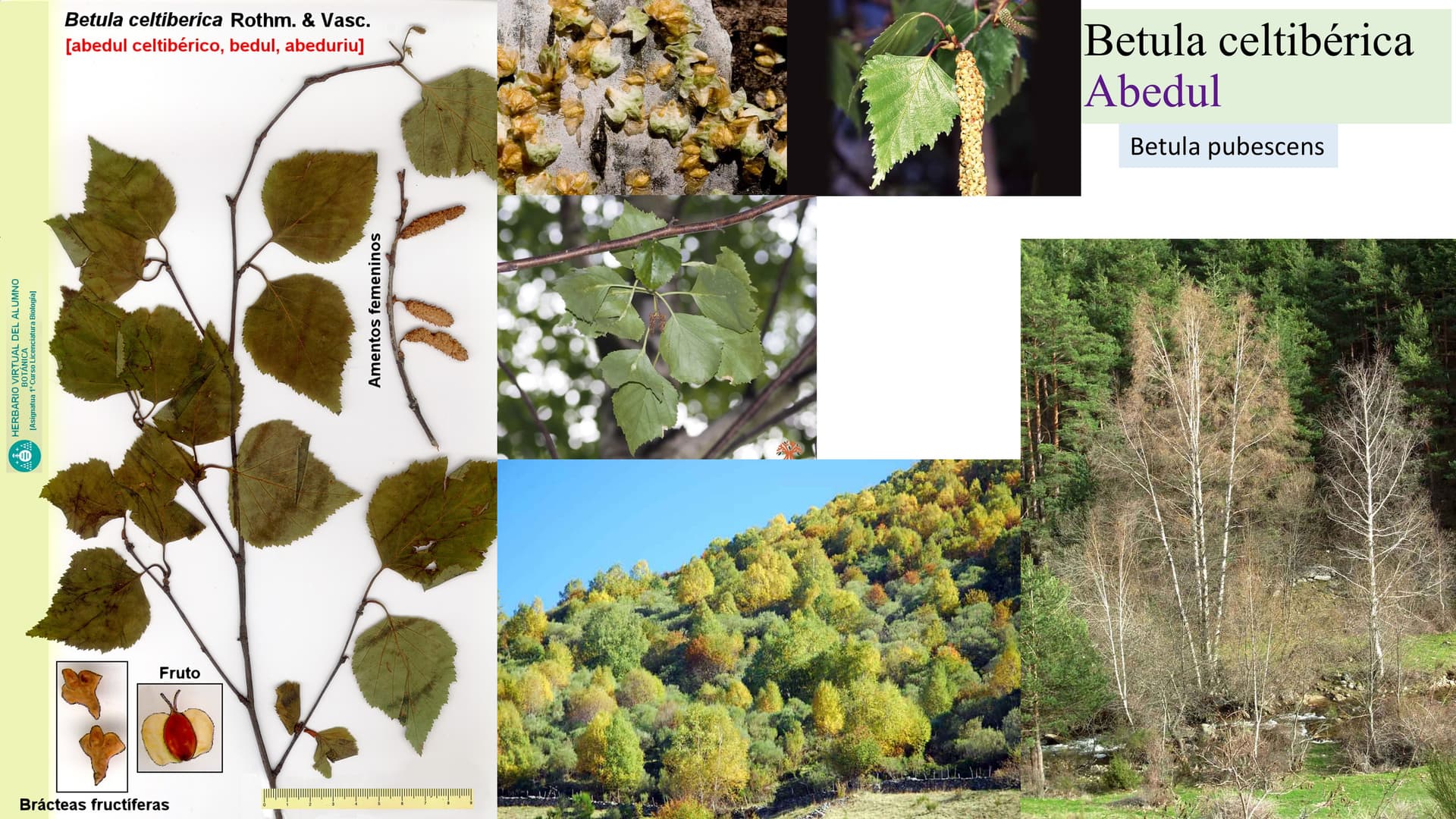Betula celtiberica