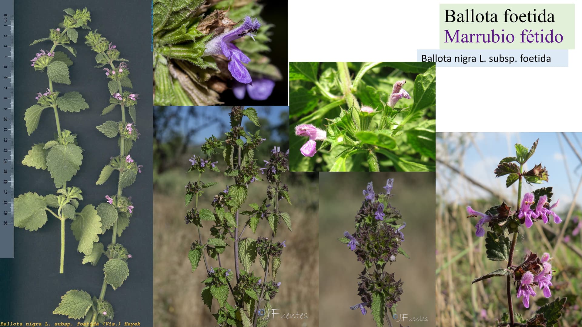 Ballota foetida
