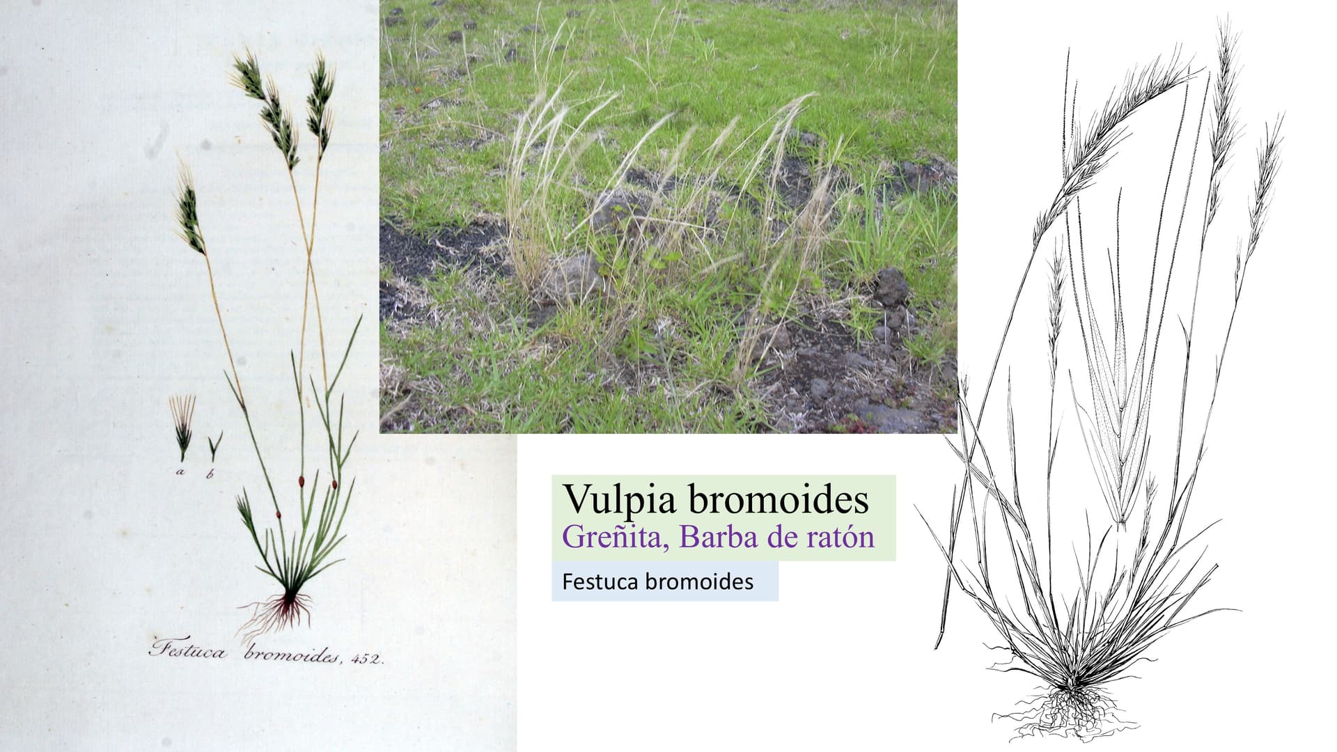 Vulpia bromoides