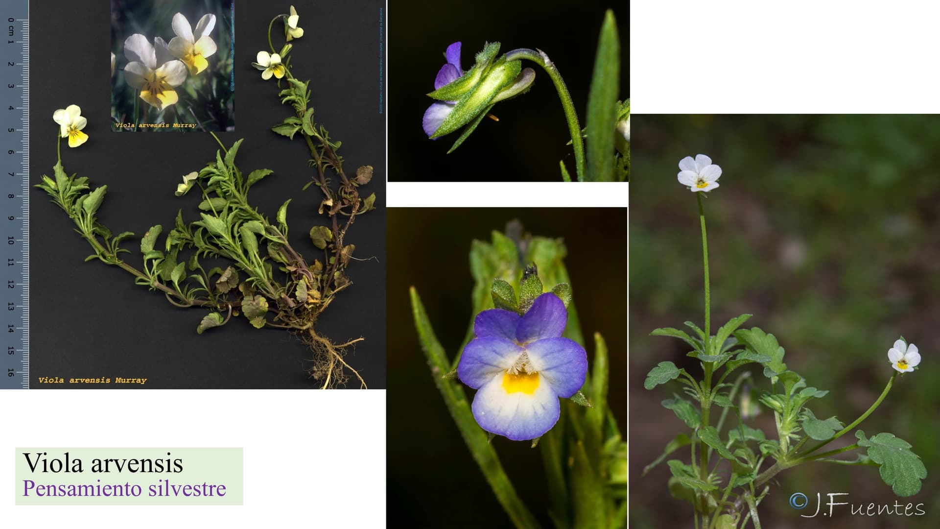 Viola arvensis