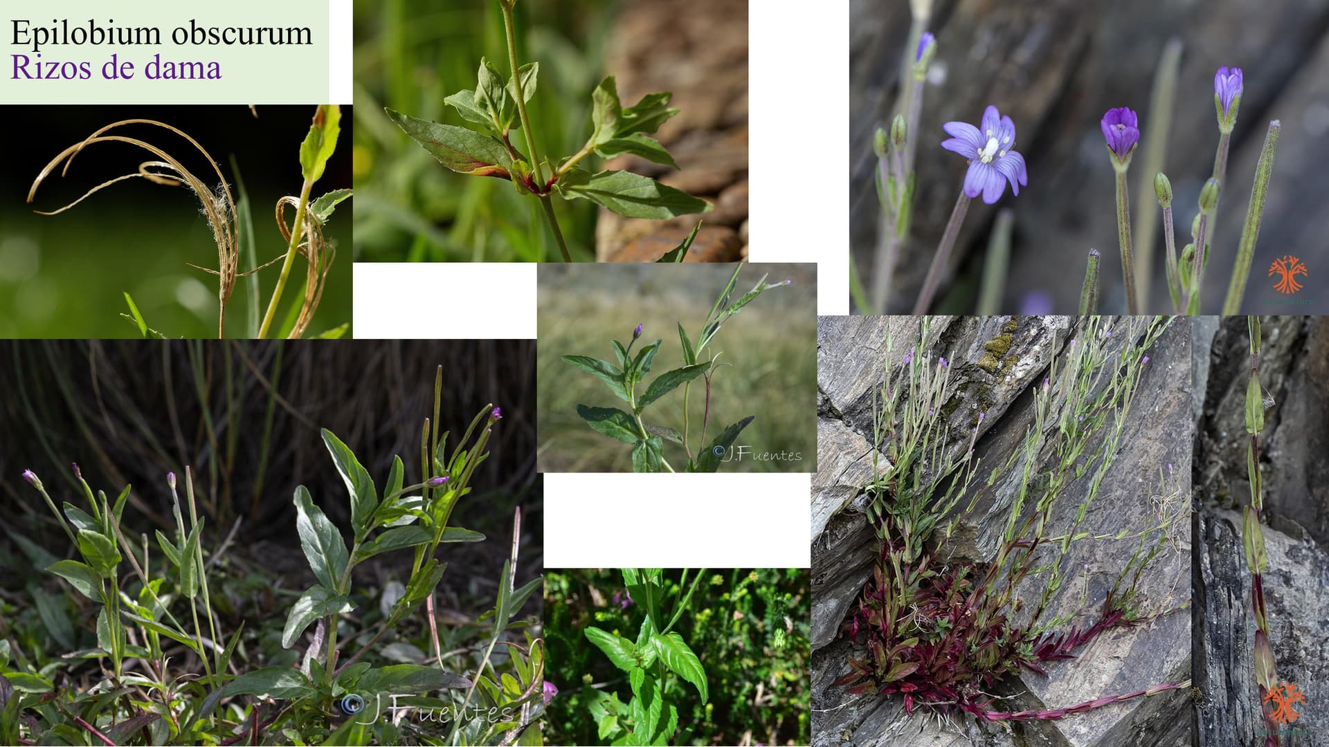 Epilobium obscurum