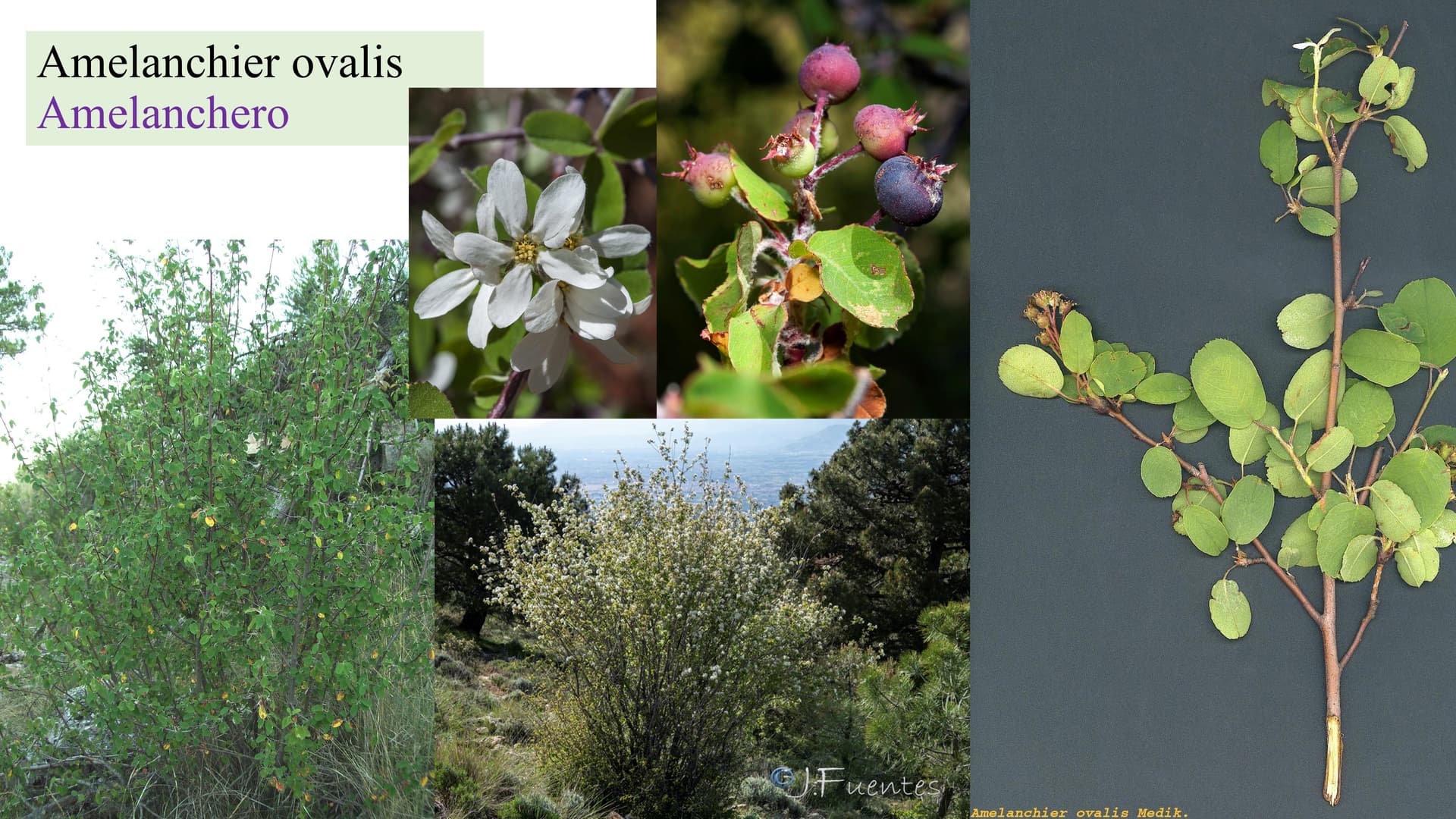 Amelanchier