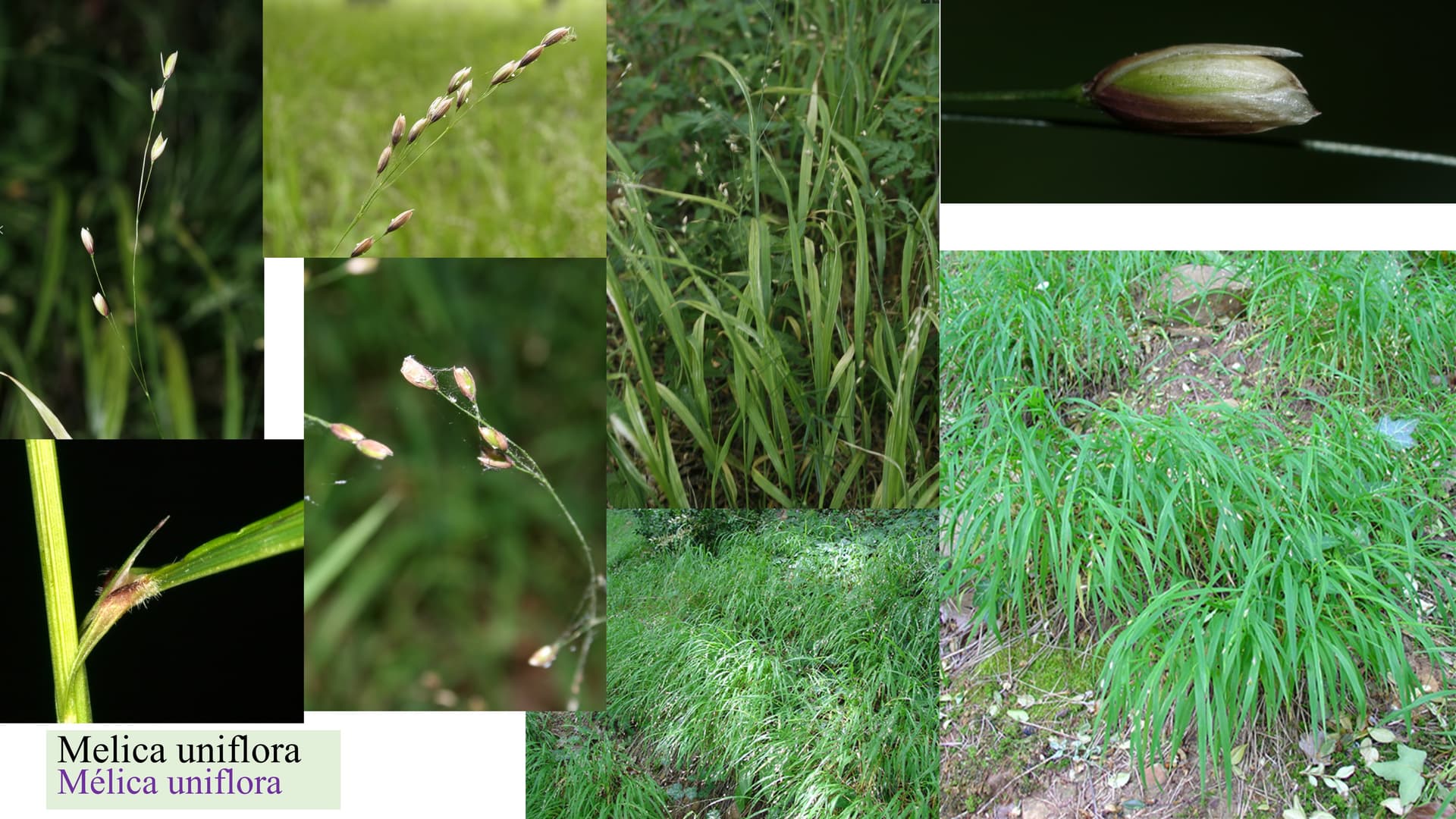 Melica uniflora