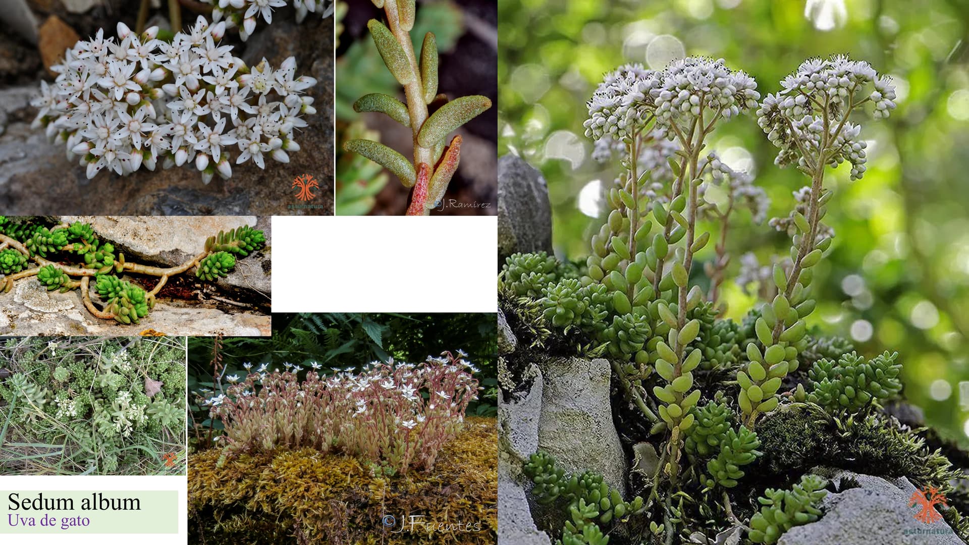 Sedum album