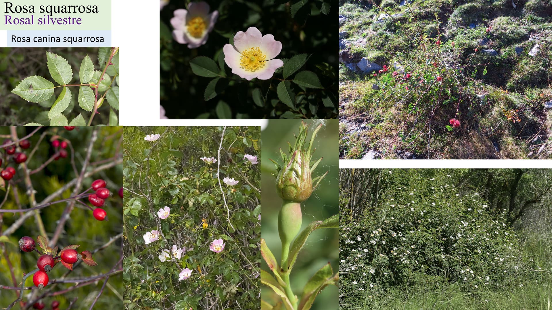 Rosa squarrosa