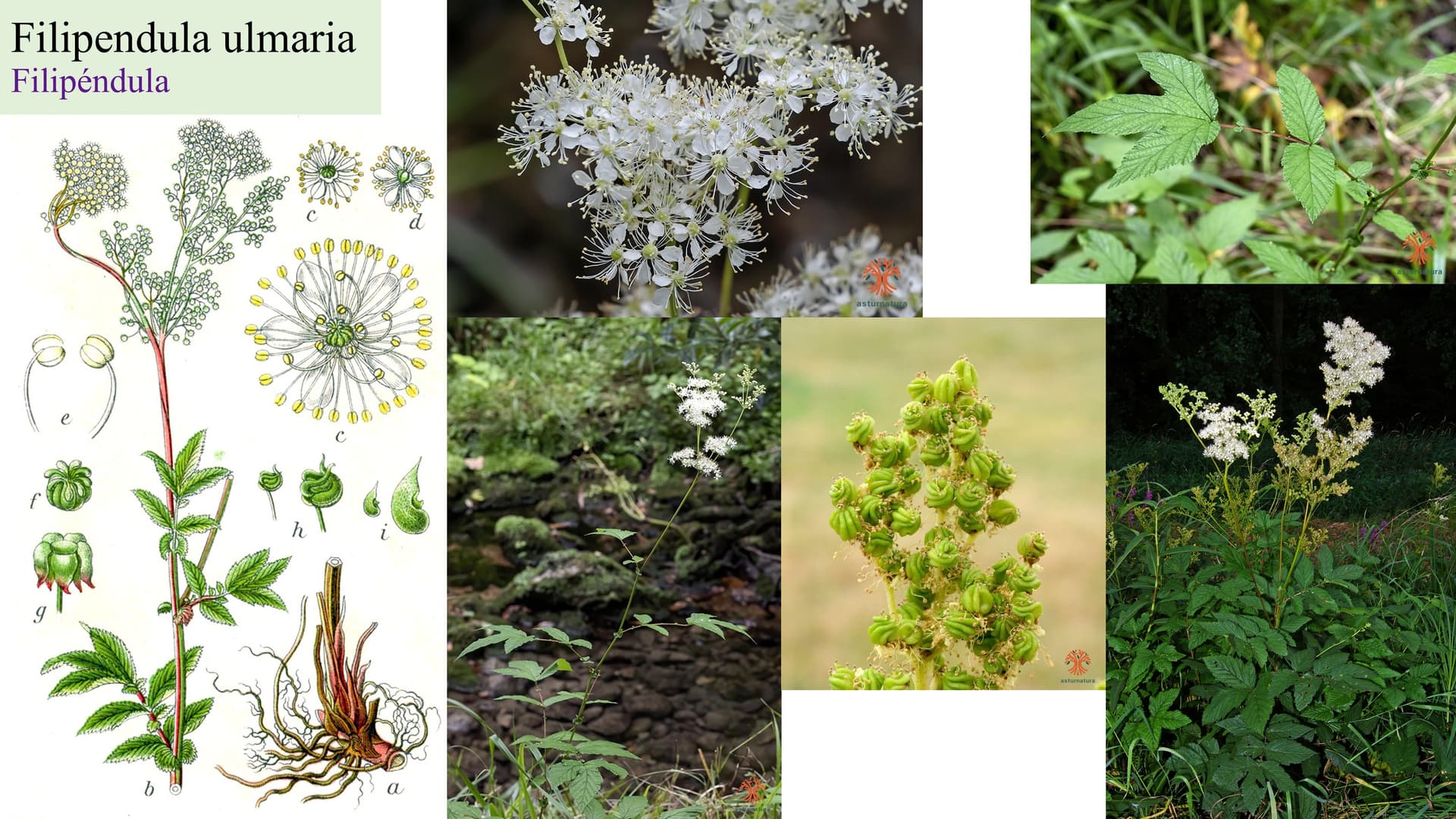 Filipendula ulmaria