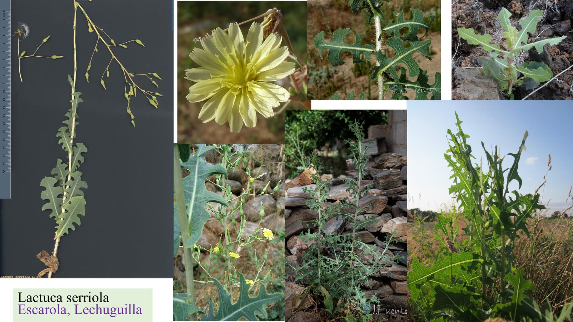 Lactuca serriola