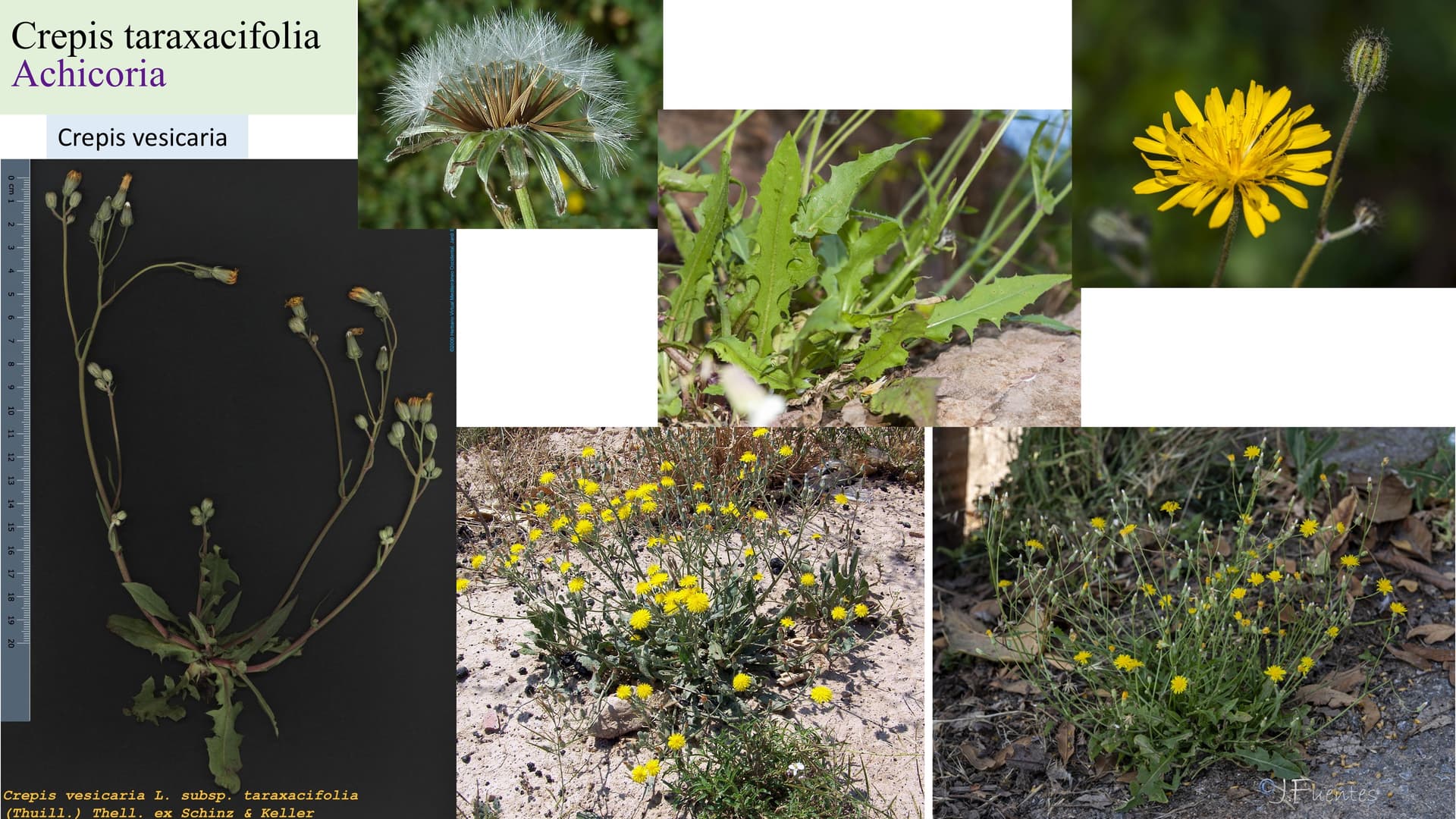 Crepis taraxacifolia