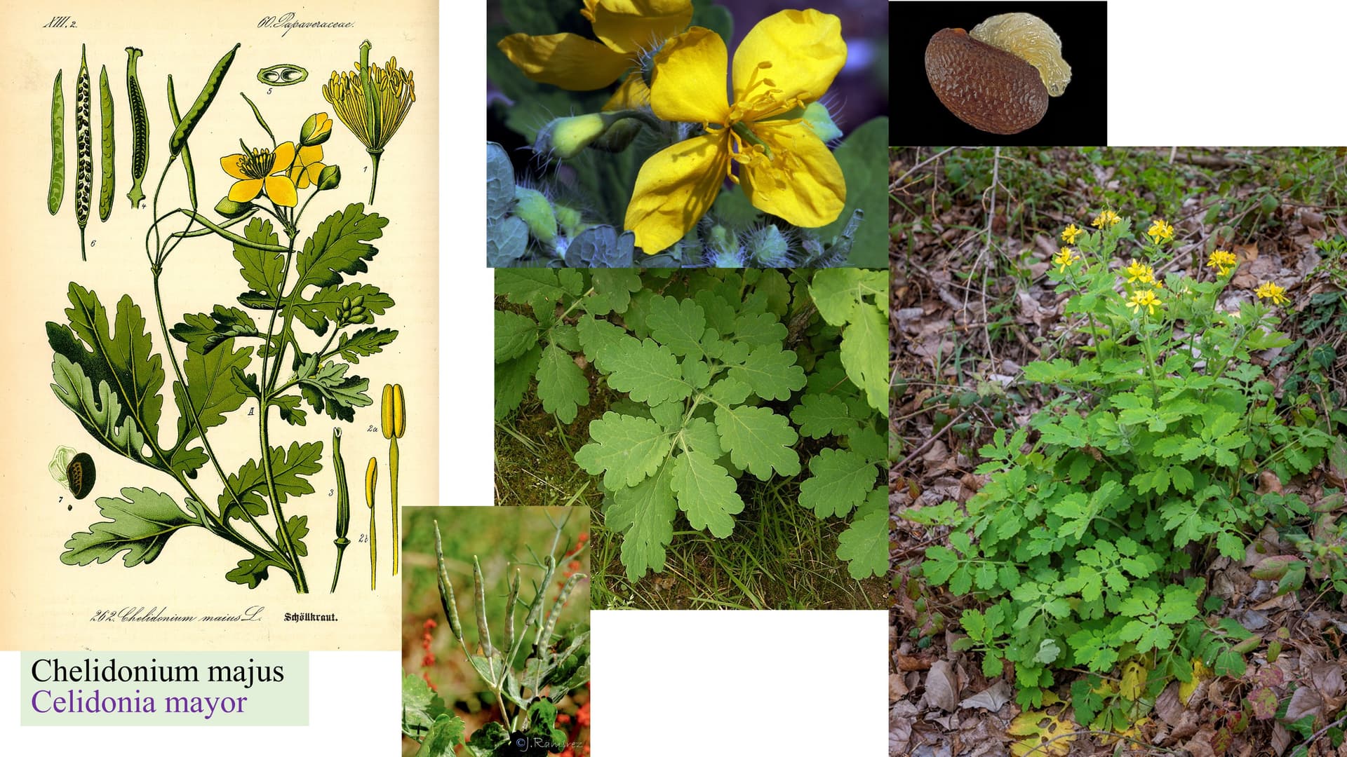 Chelidonium majus