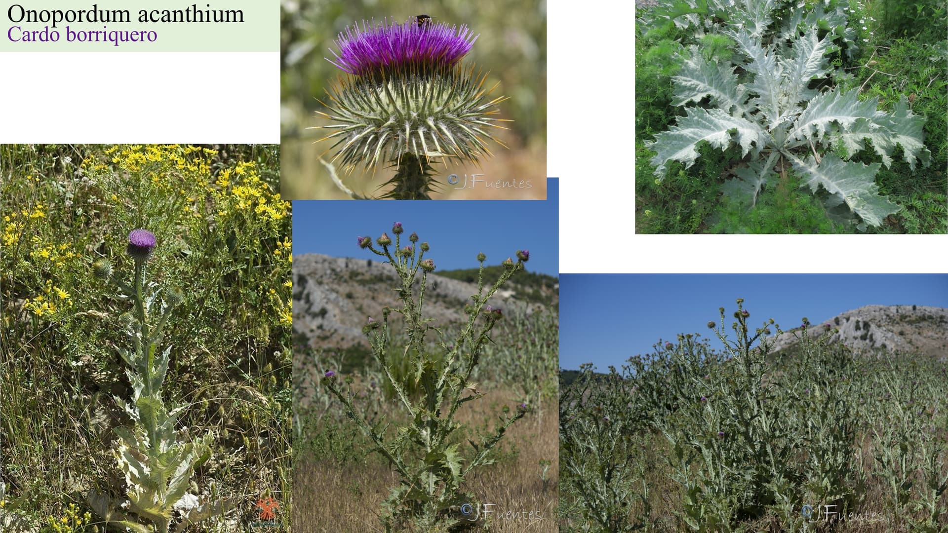 Onopordum acanthium