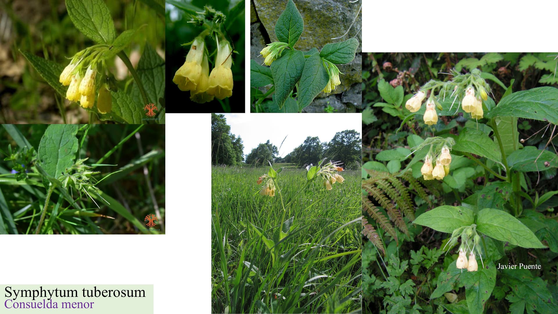 Symphytum tuberosum