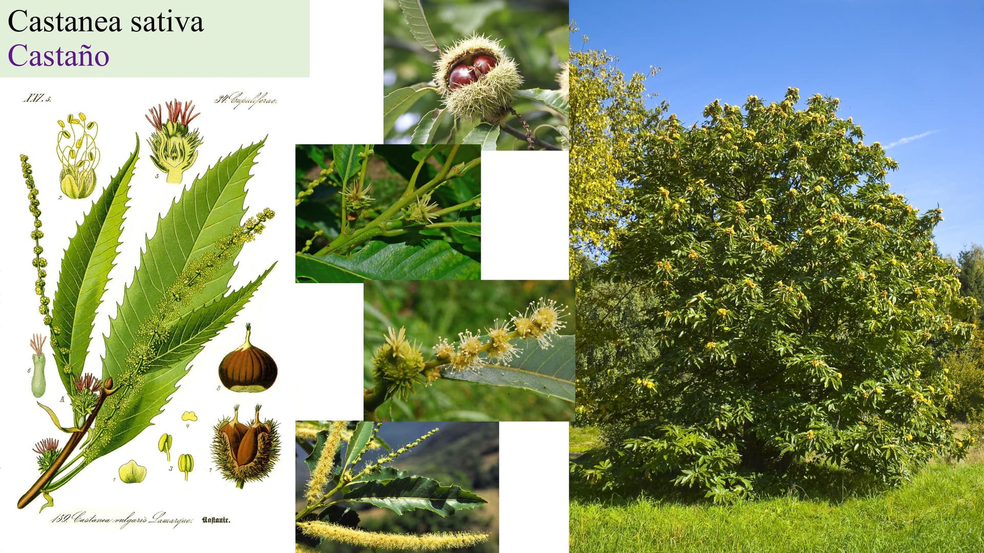 Castanea sativa