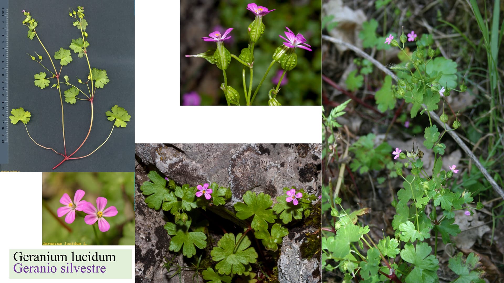 Geranium lucidum