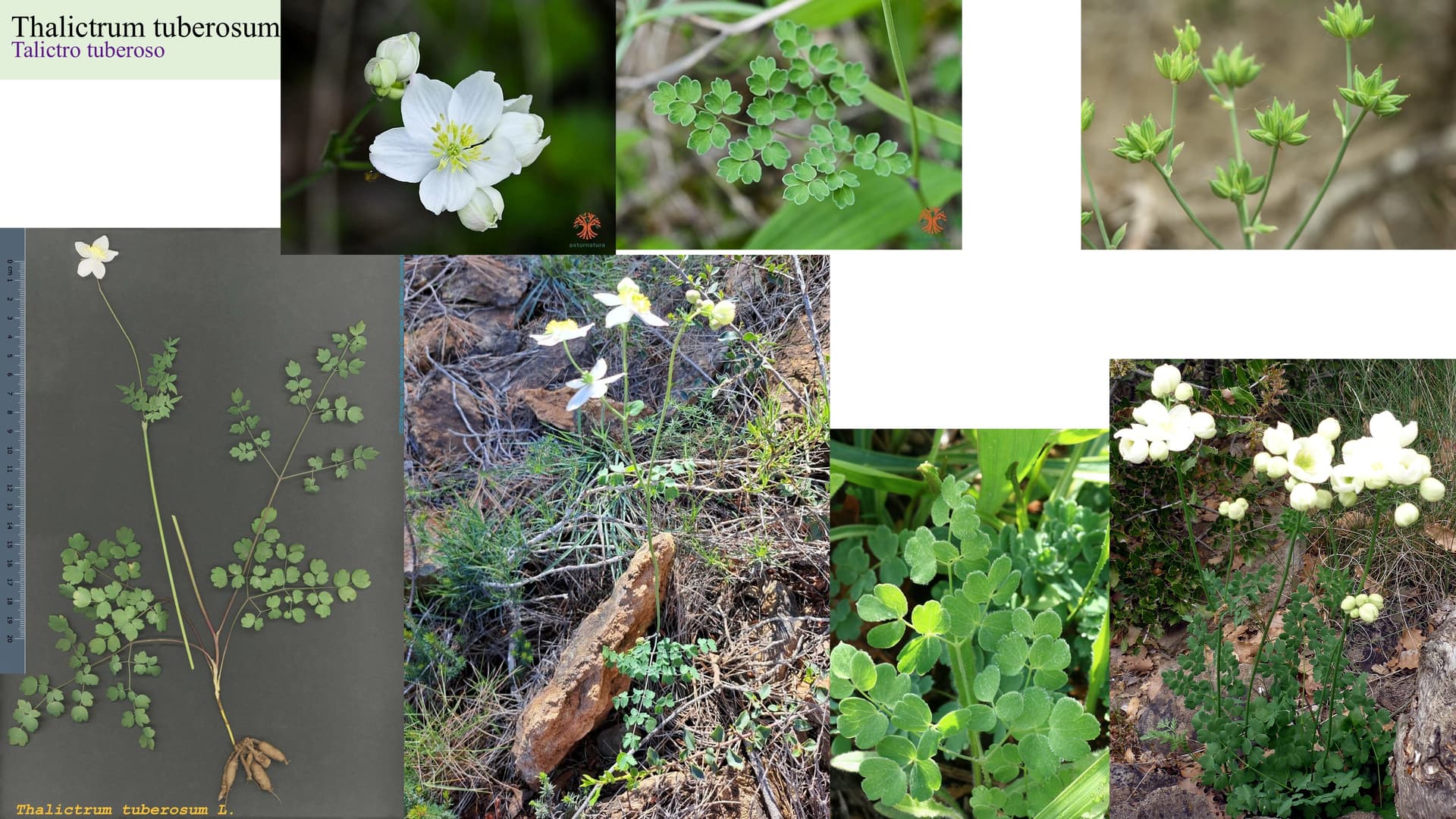 Thalictrum tuberosum