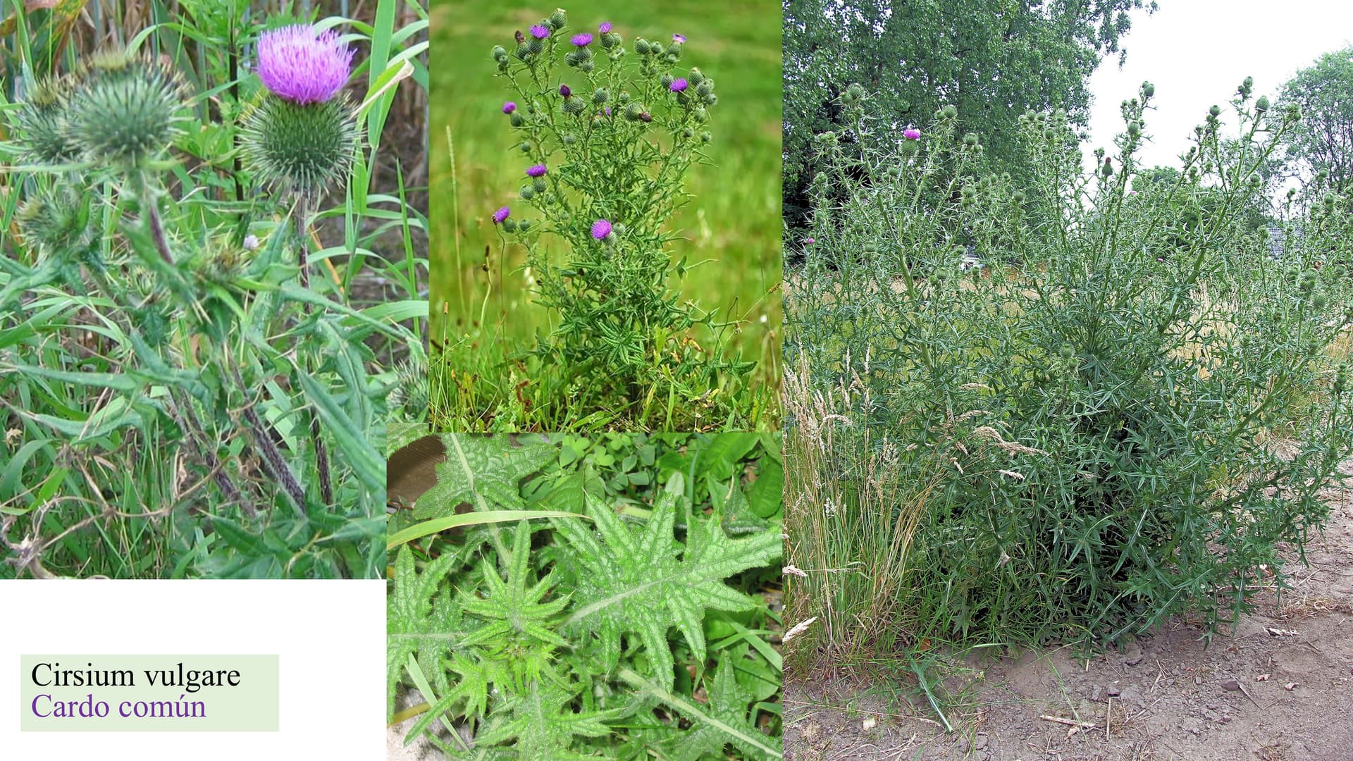Cirsium vulgare