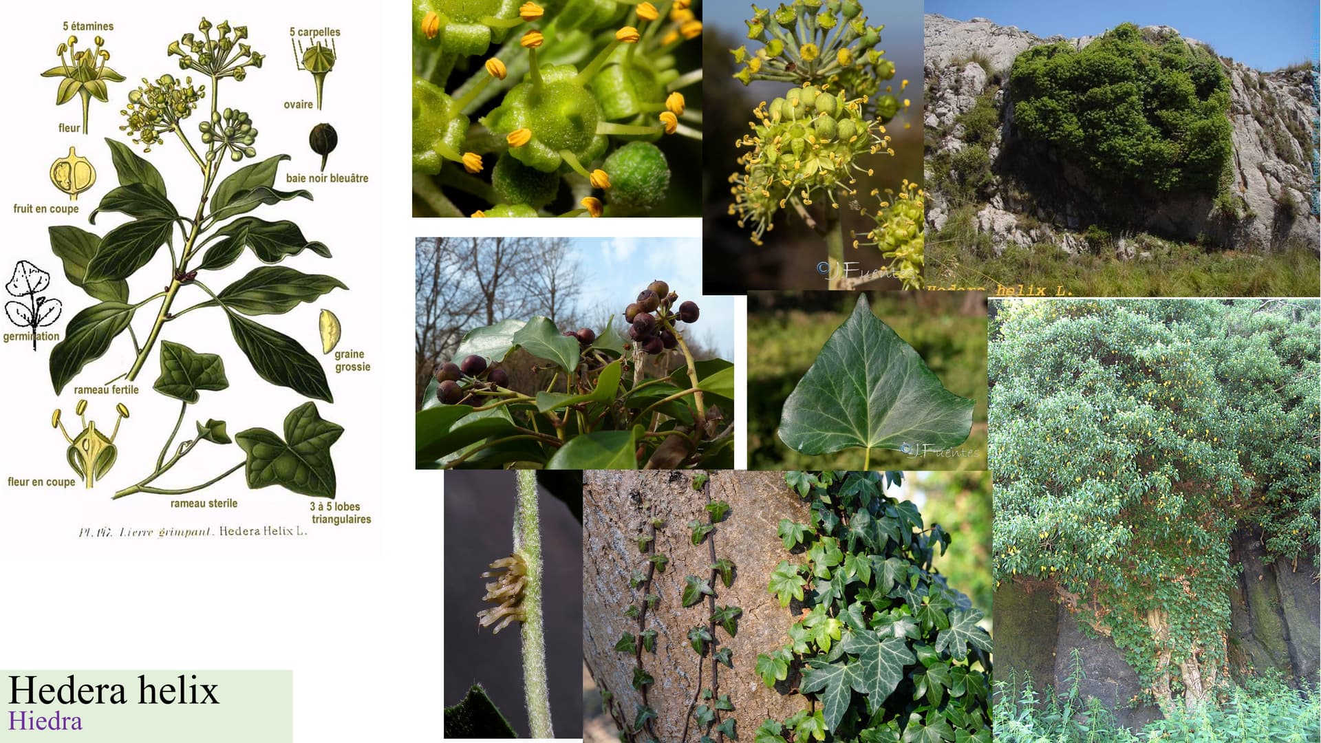 Hedera helix