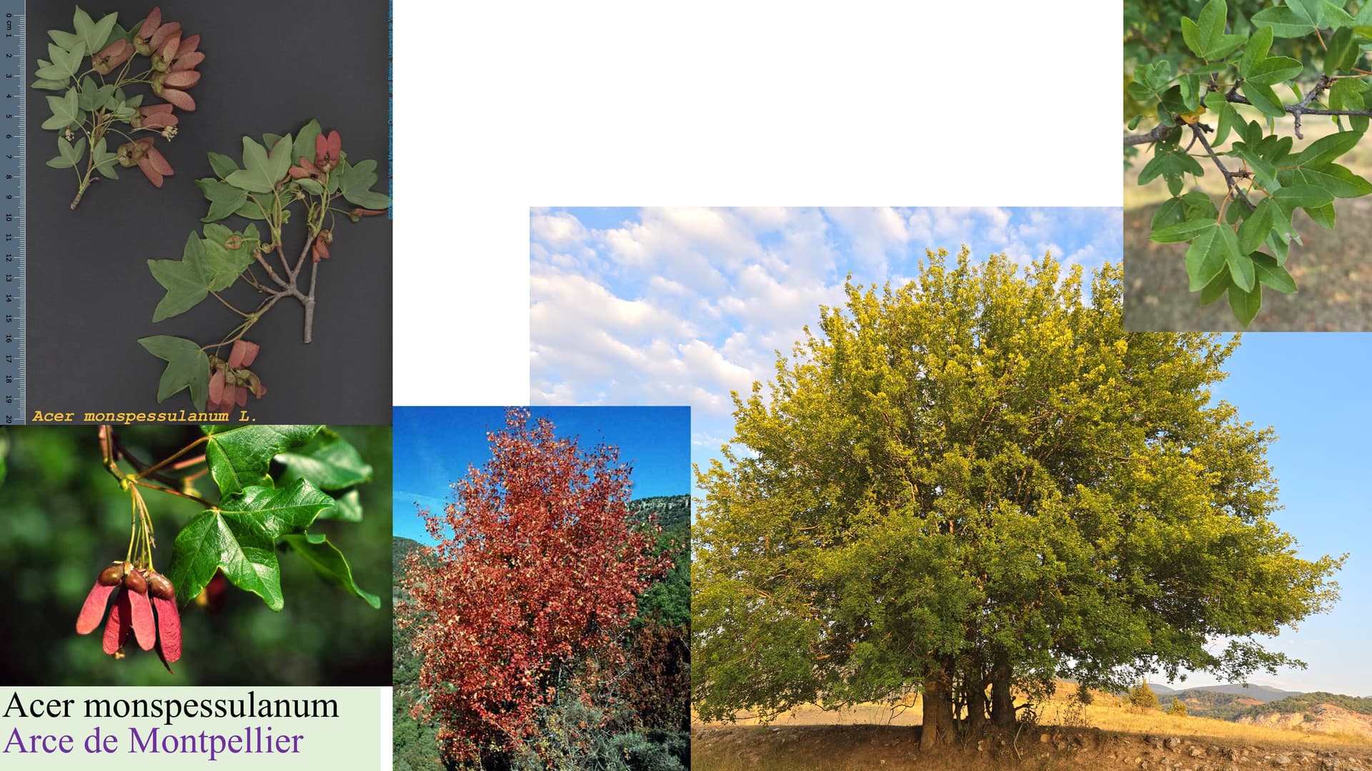Acer monspessulanum
