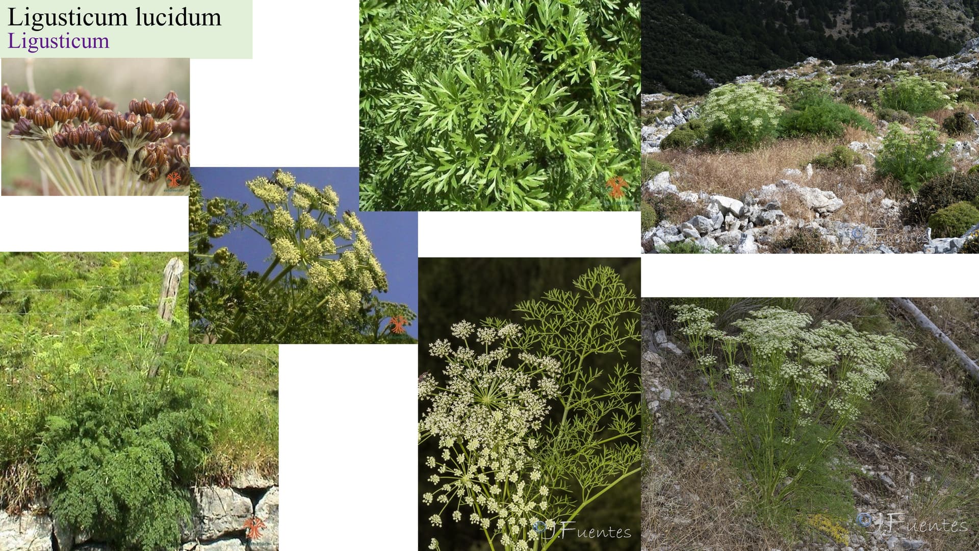 Ligusticum lucidum