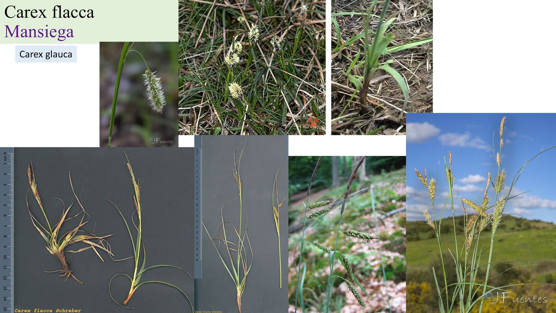 Carex flacca