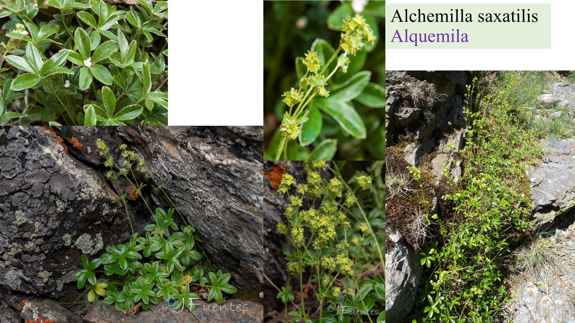 Alchemilla