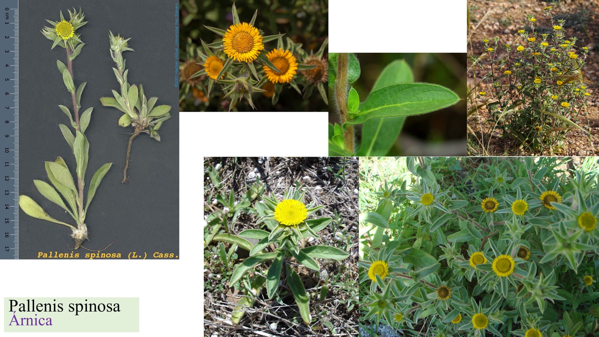 Pallenis spinosa