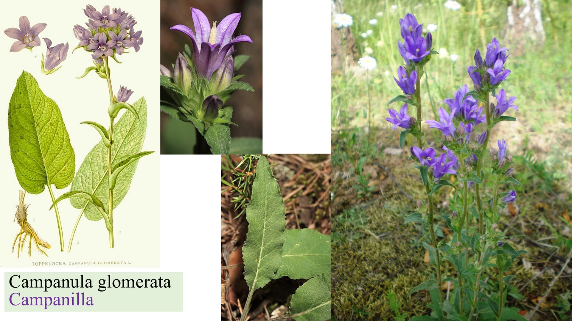 Campanula glomerata