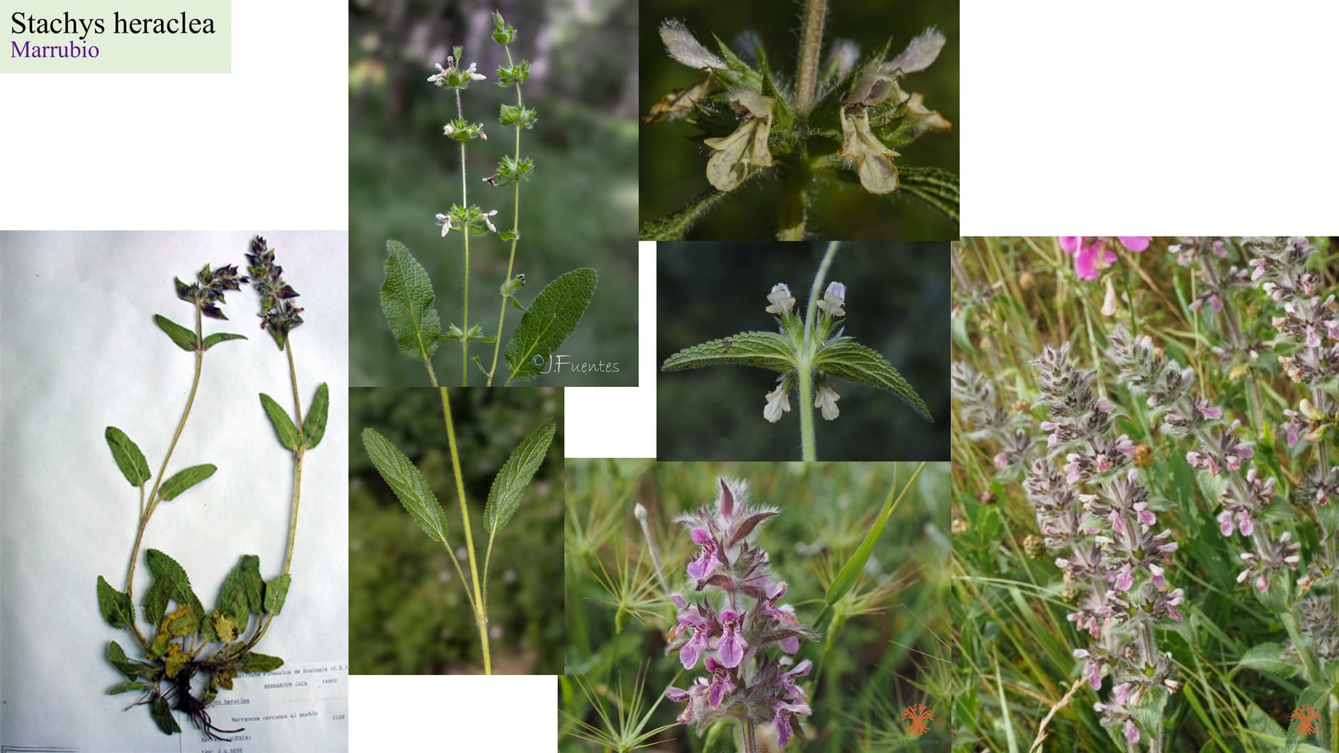 Stachys heraclea