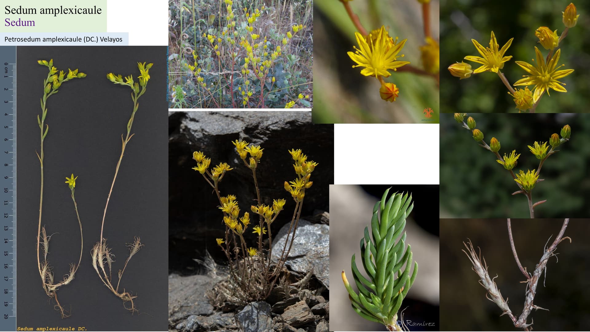 Sedum amplexicaule