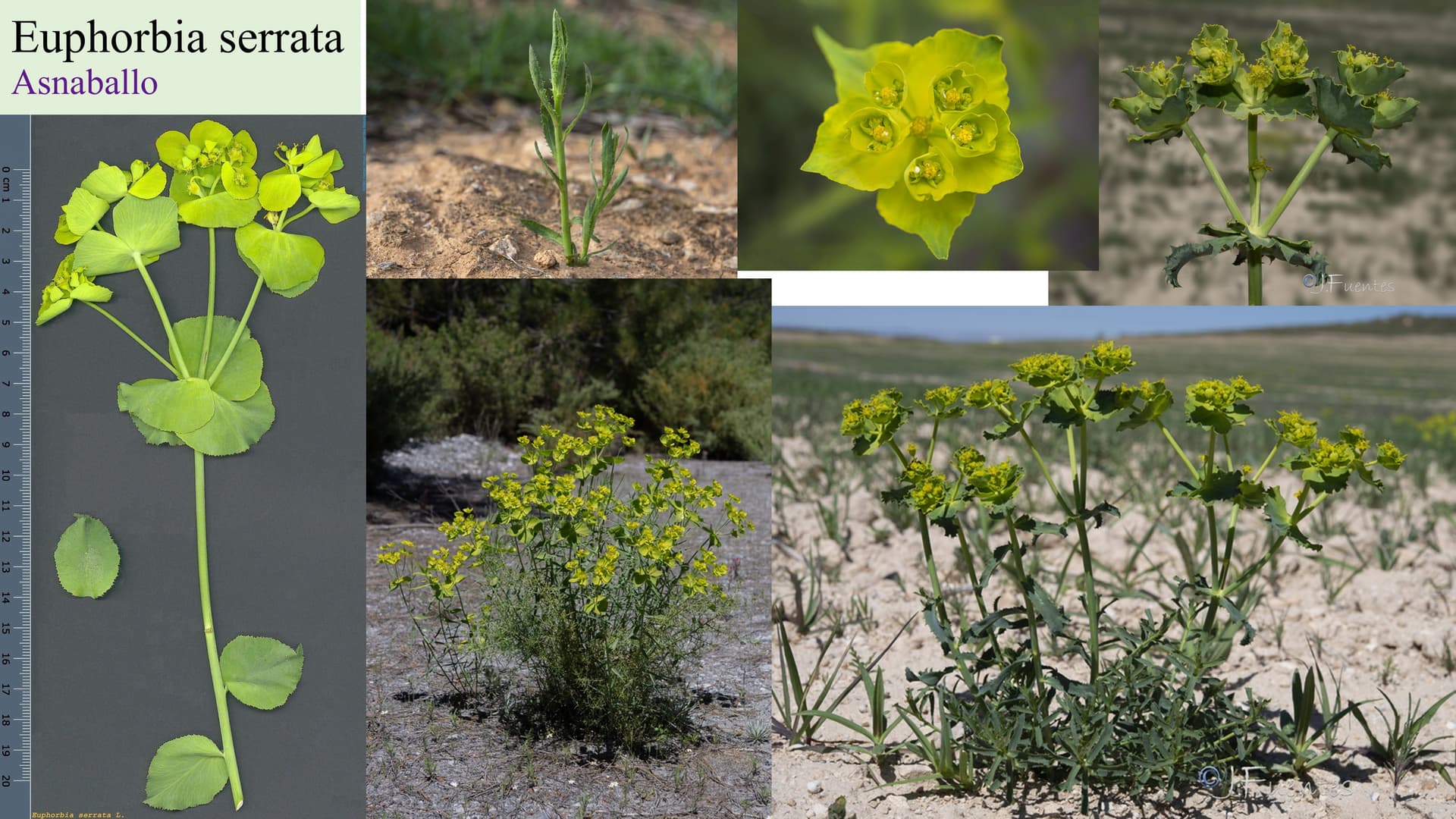 Euphorbia serrata
