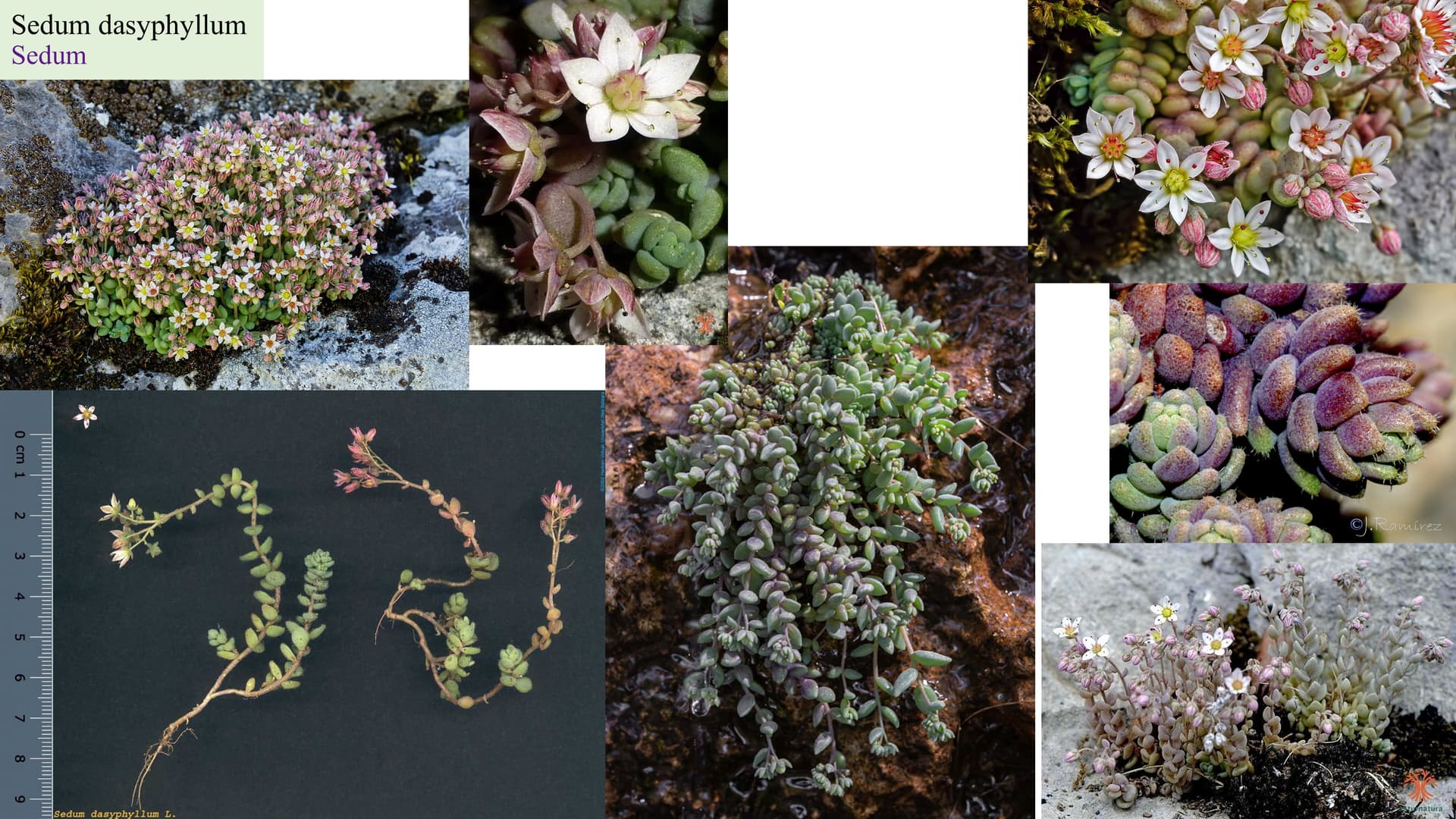 Sedum dasyphyllum