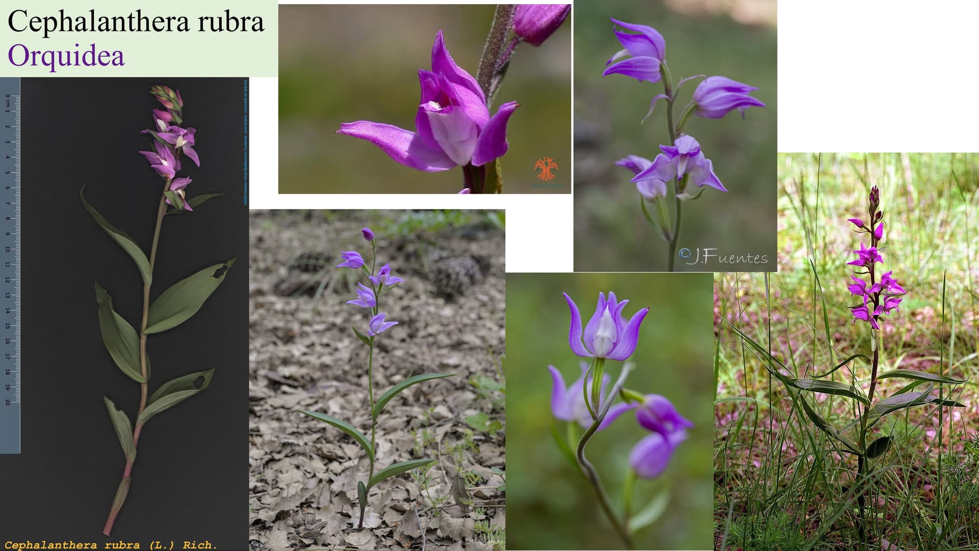 Cephalanthera rubra