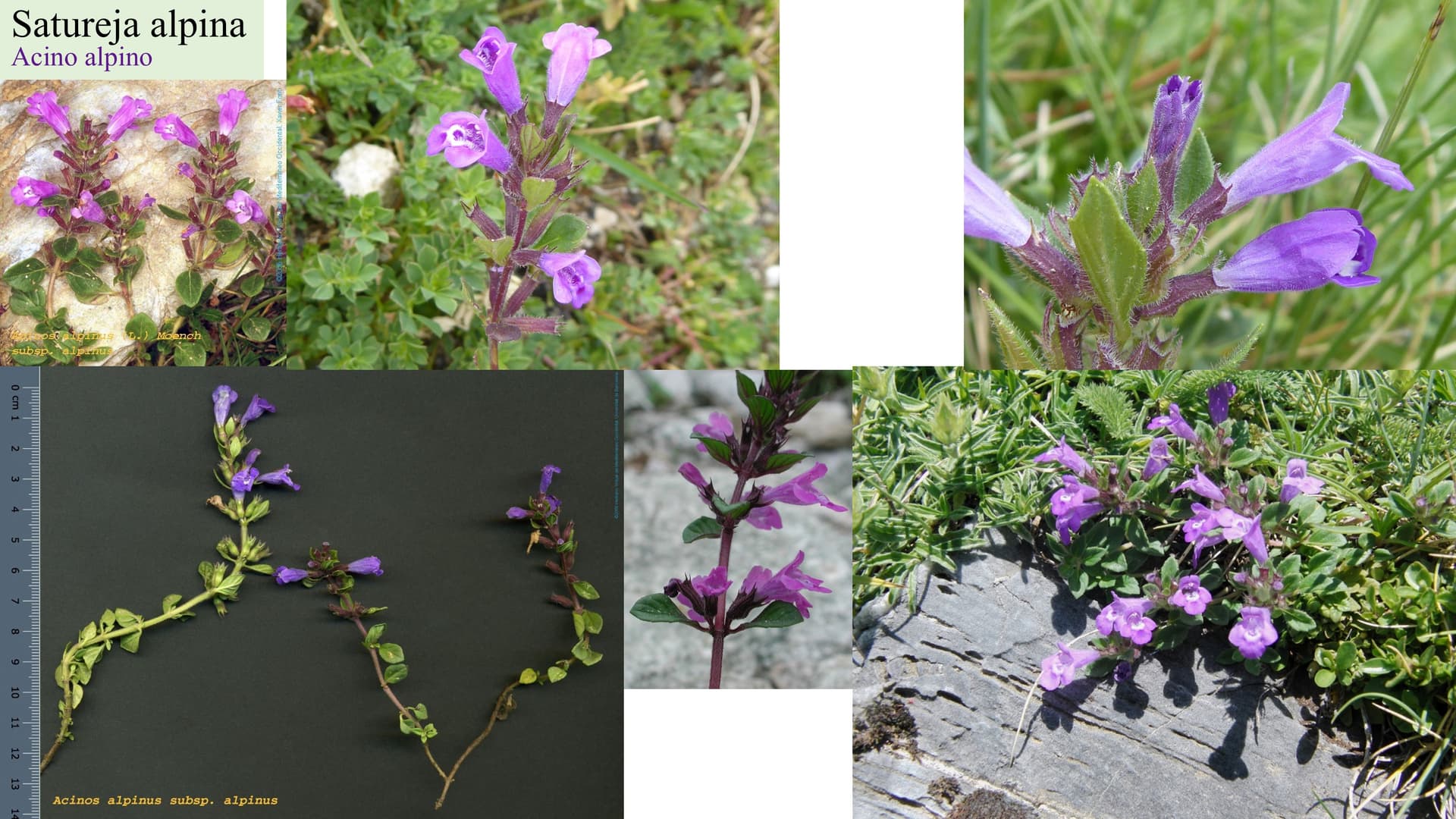 Satureja alpina