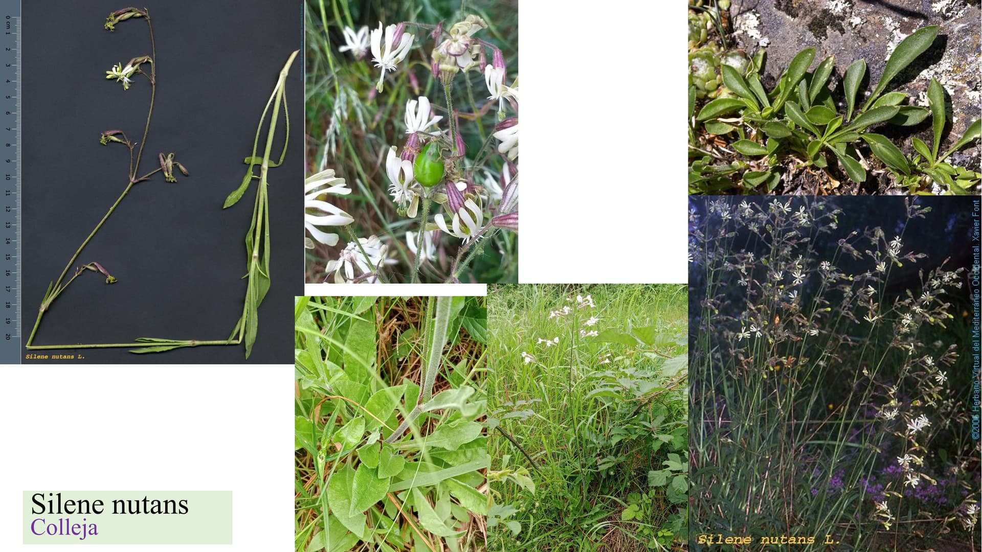 Silene nutans