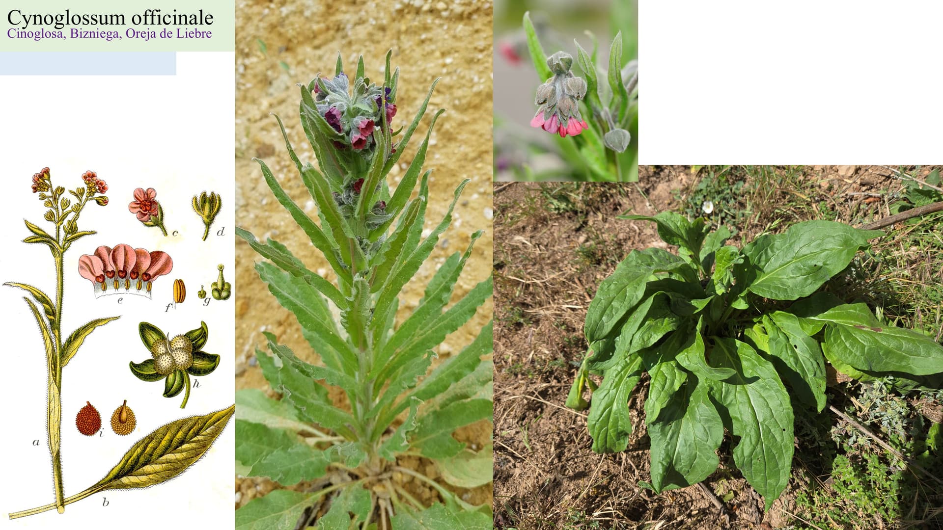 Cynoglossum officinale