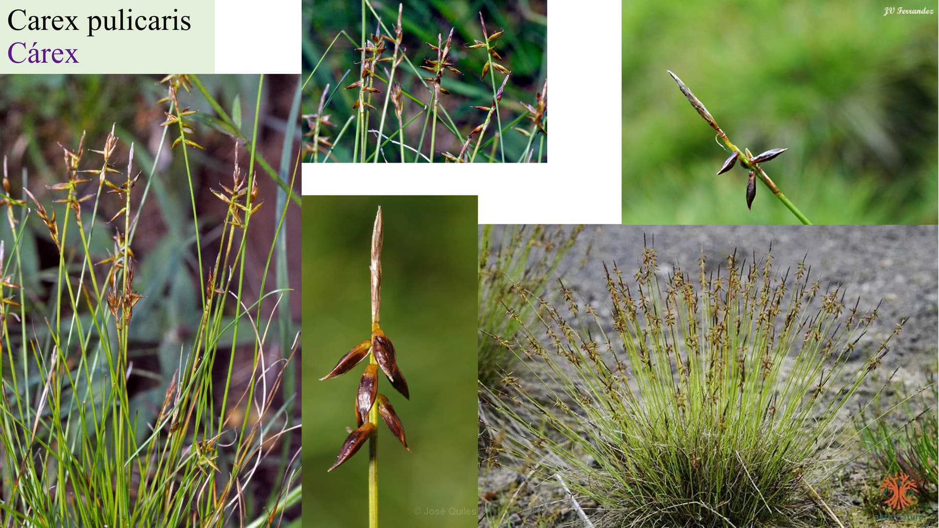 Carex pulicaris