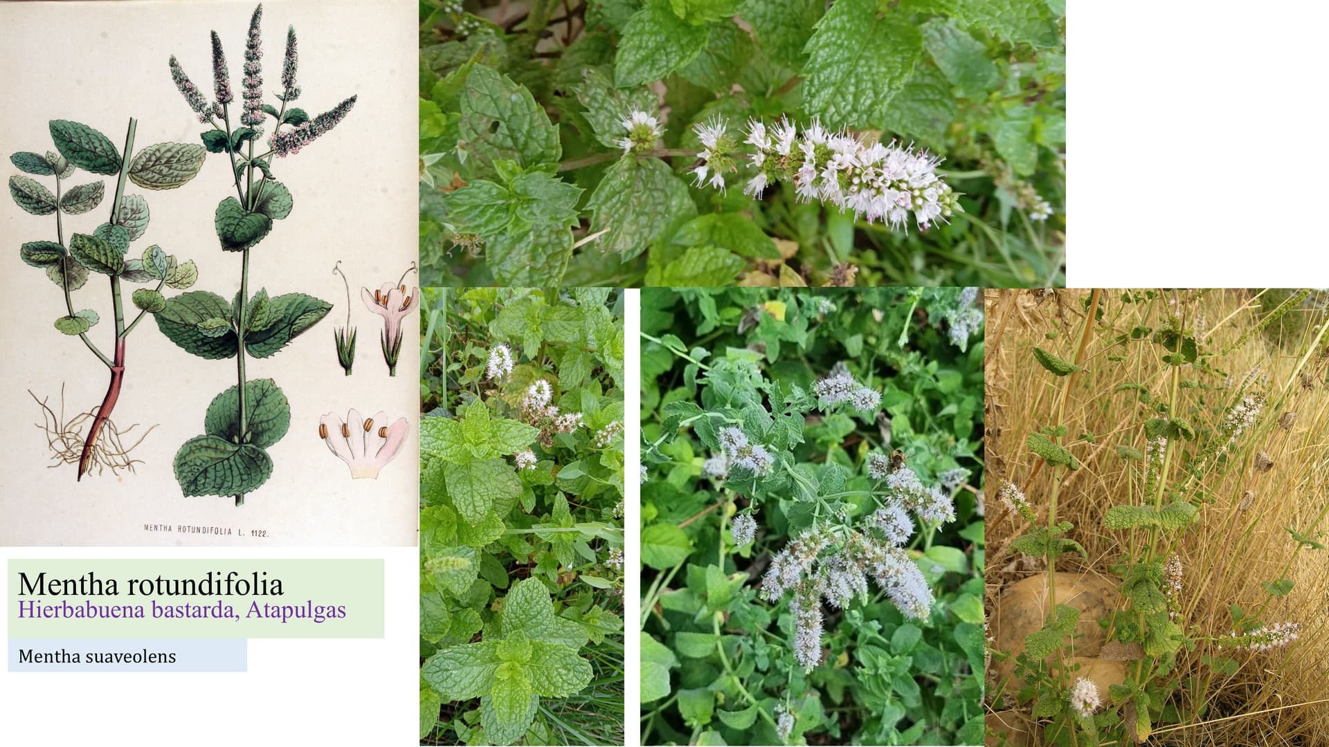 Mentha rotundifolia
