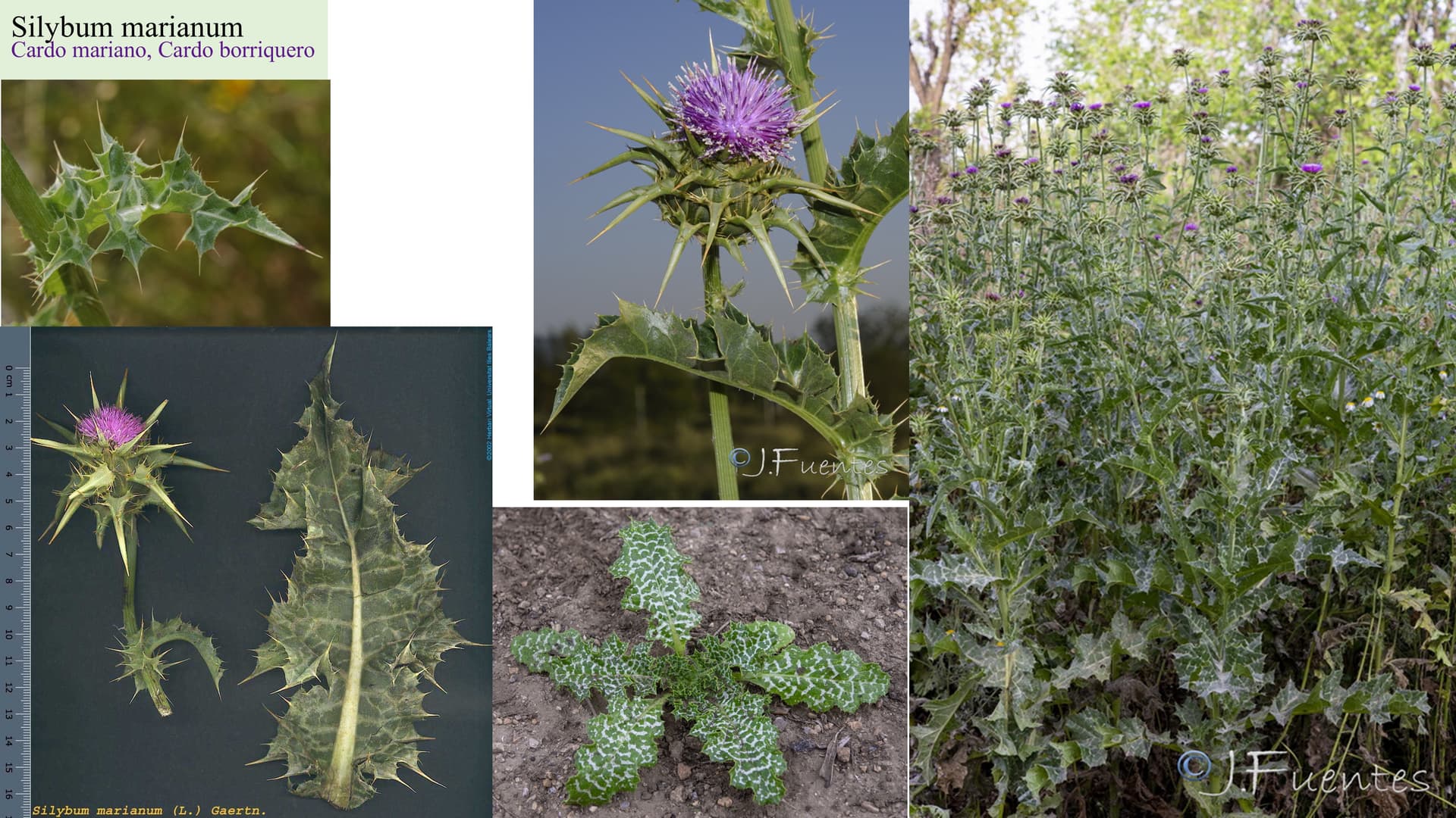 Silybum marianum