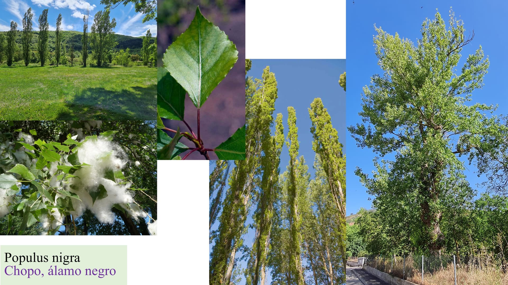 Populus nigra