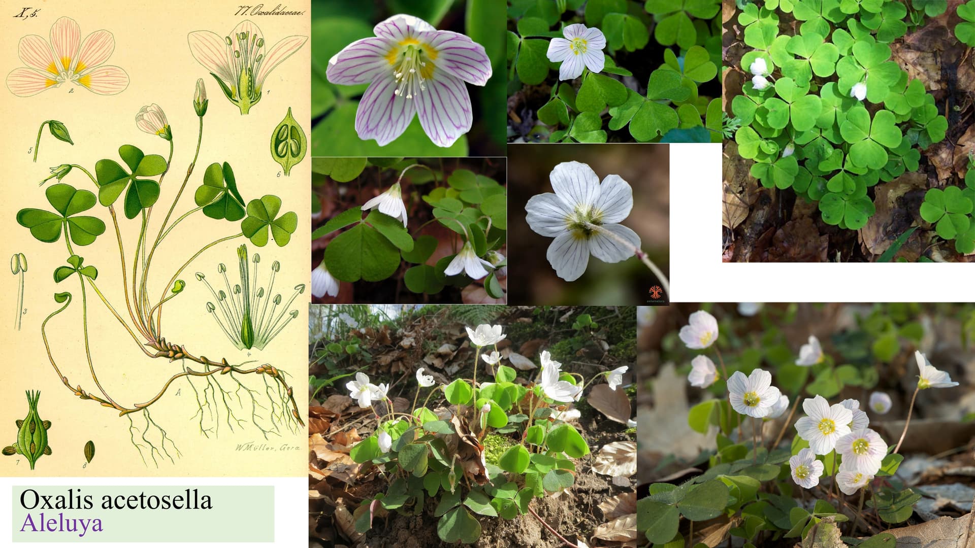 Oxalis acetosella
