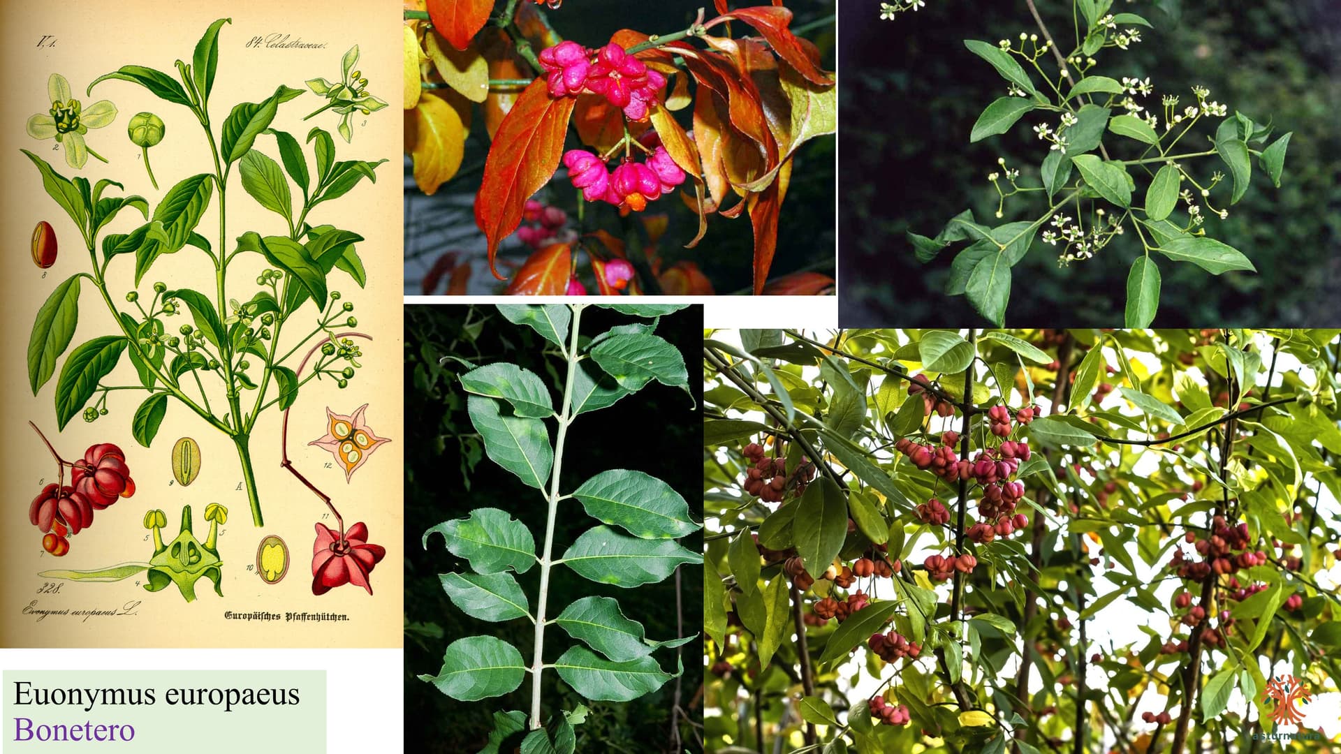Euonymus europaeus