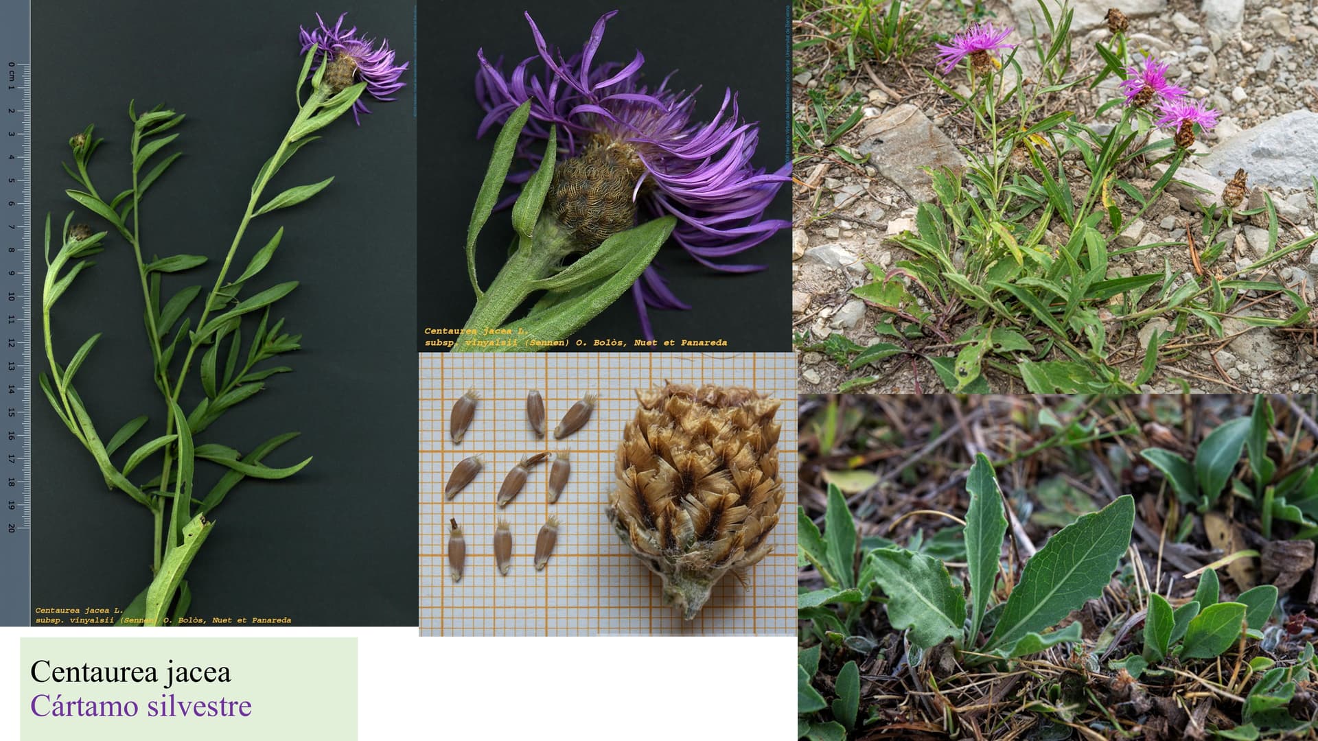 Centaurea jacea