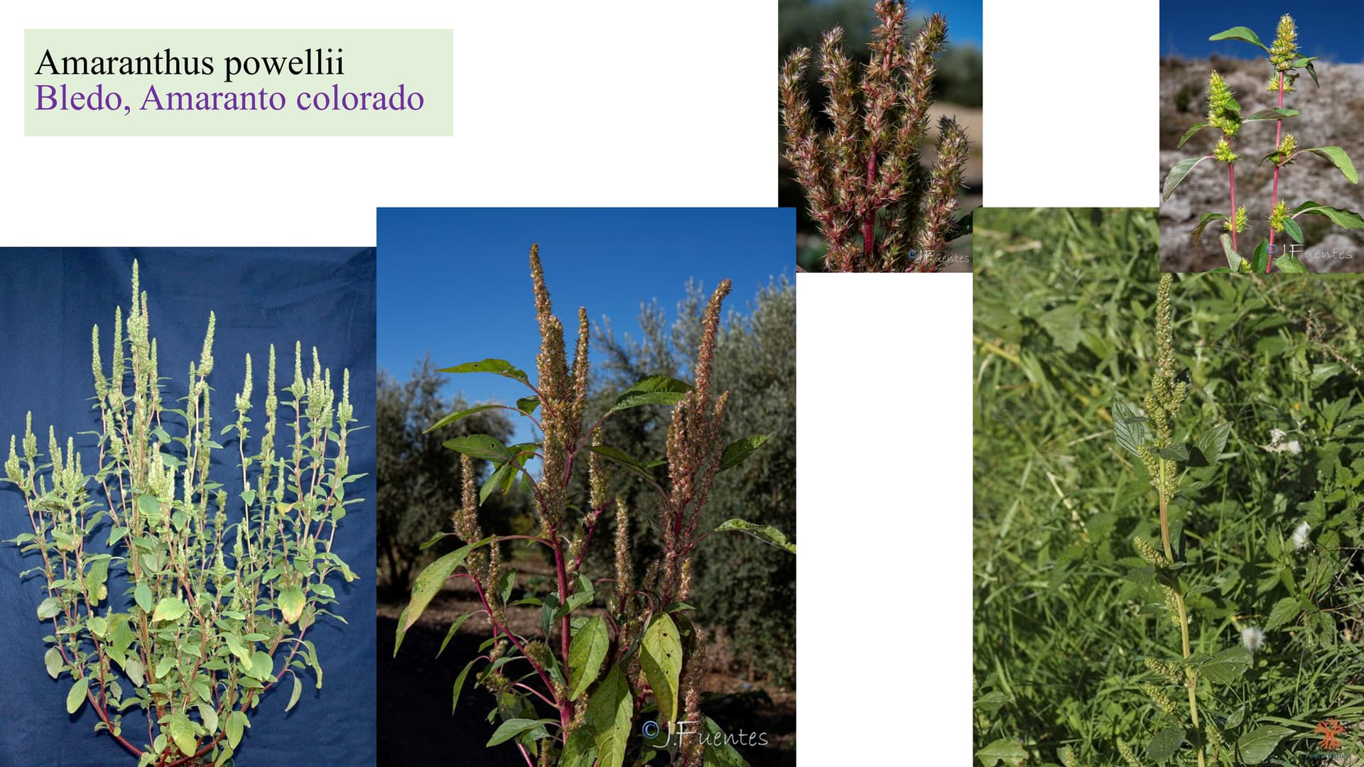 Amaranthus