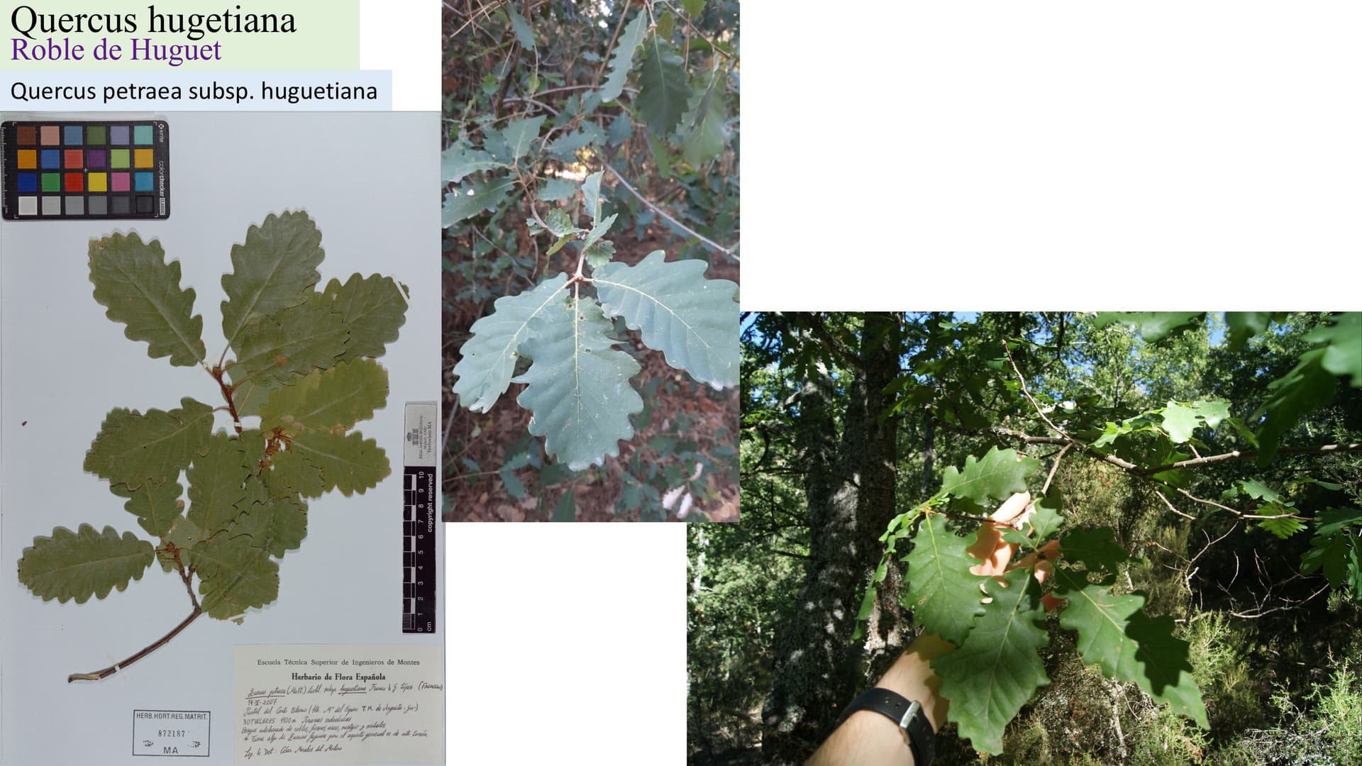 Quercus huguetiana