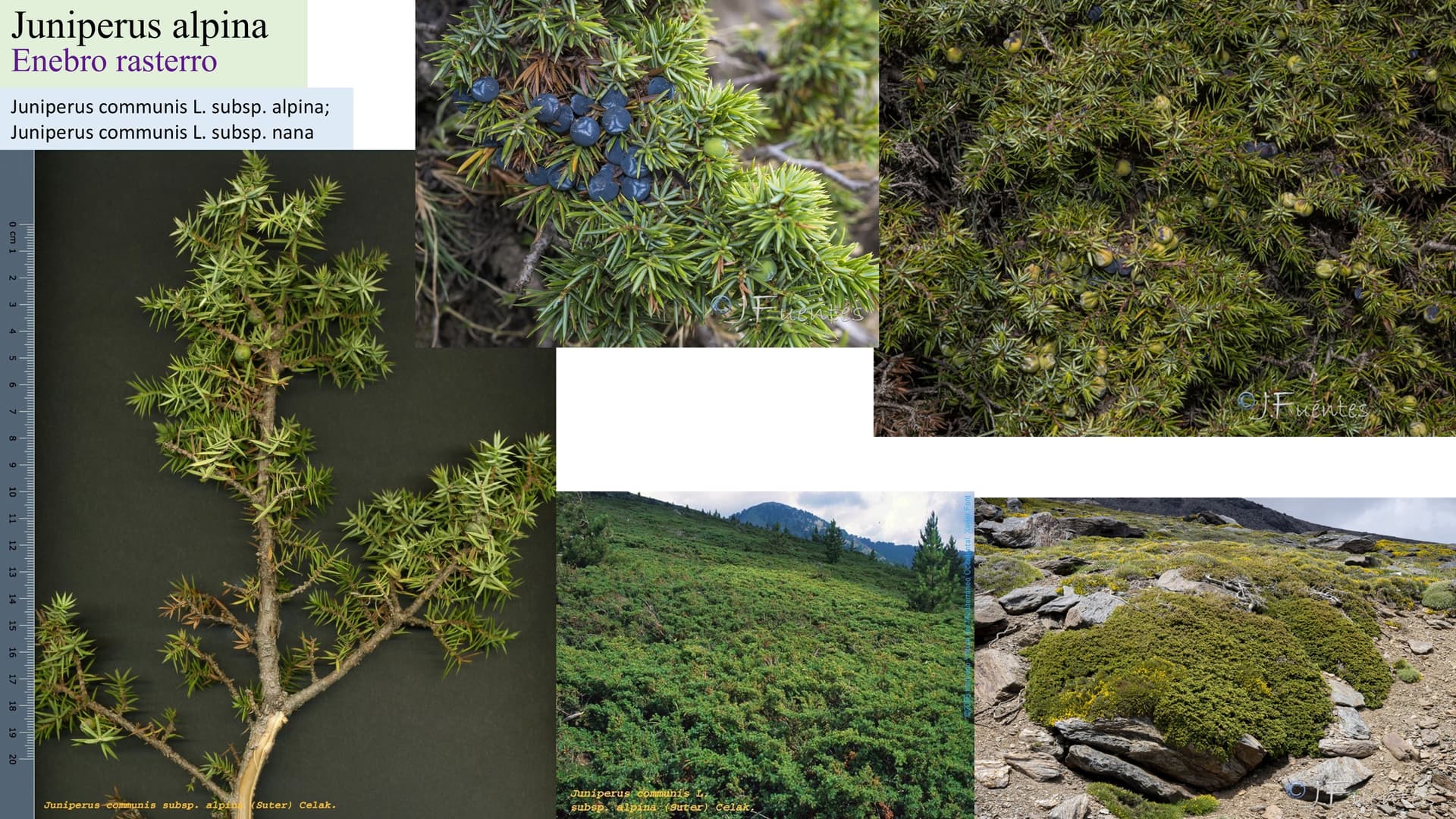 Juniperus alpina