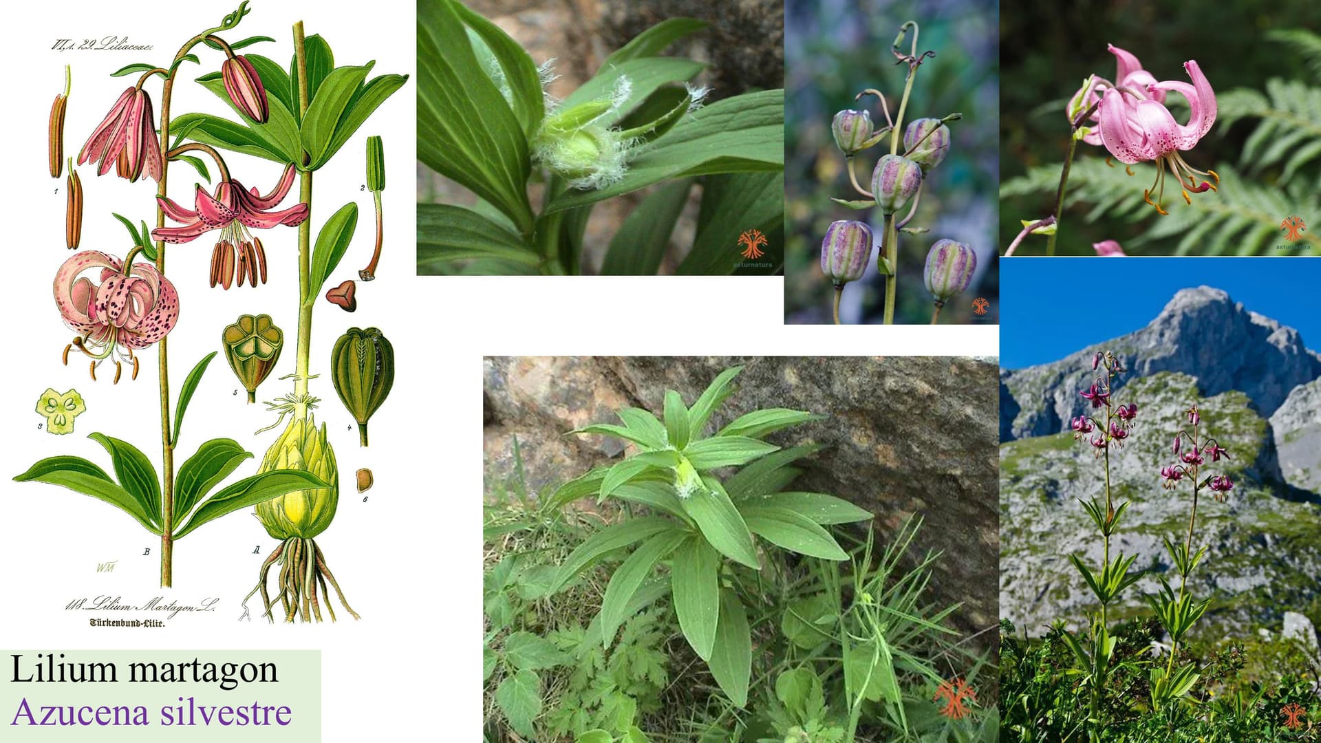 Lilium martagon
