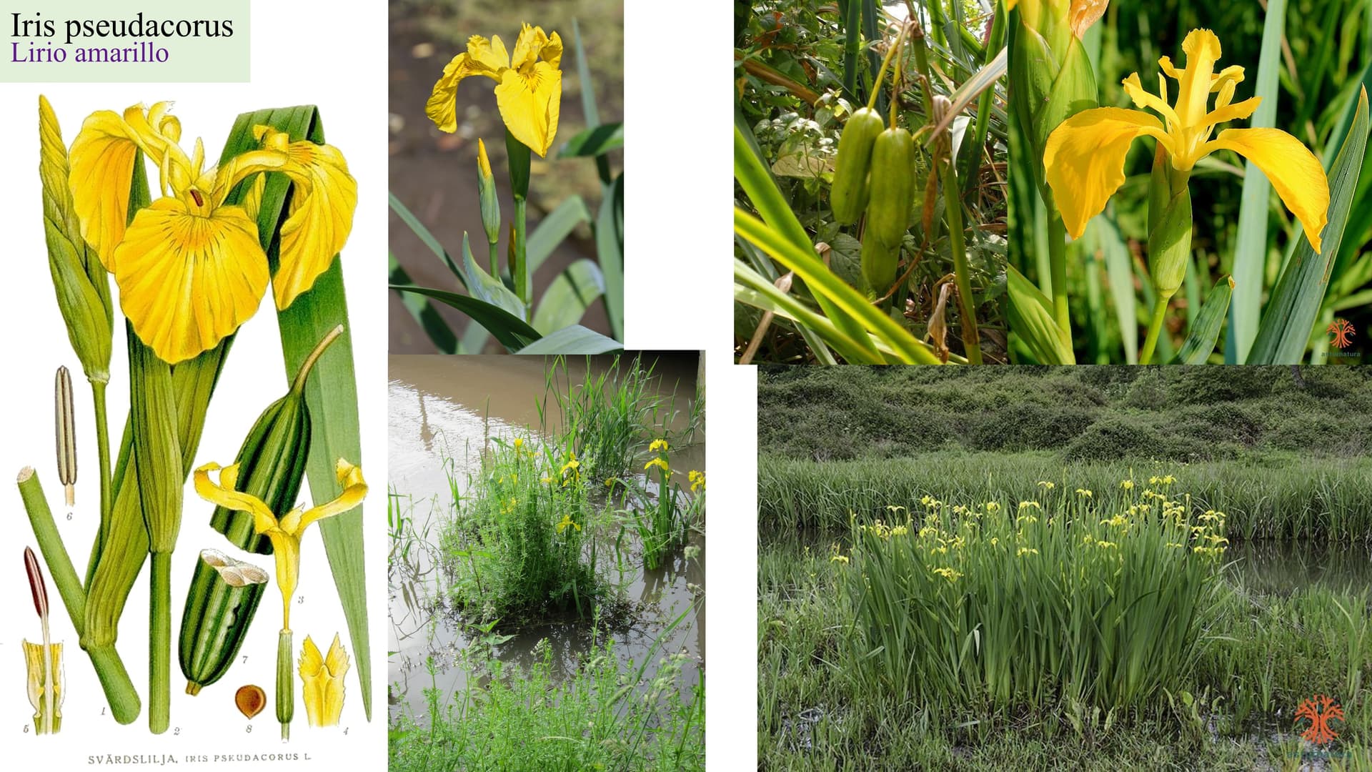 Iris pseudacorus
