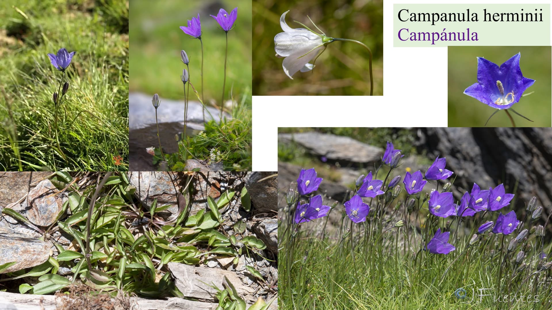 Campanula herminii