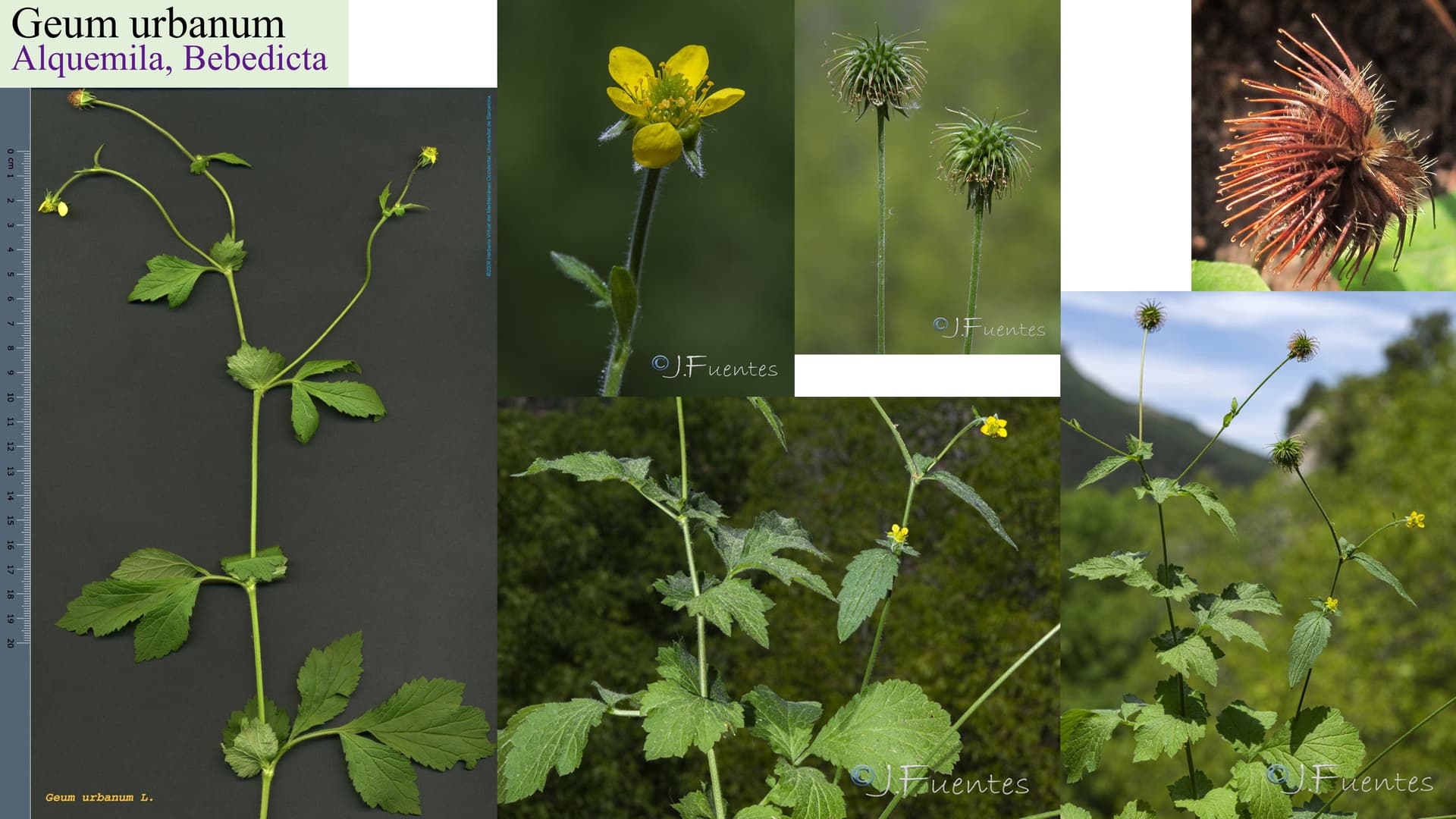 Geum urbanum